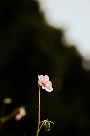 A delicate, white flower stands out against darkness.