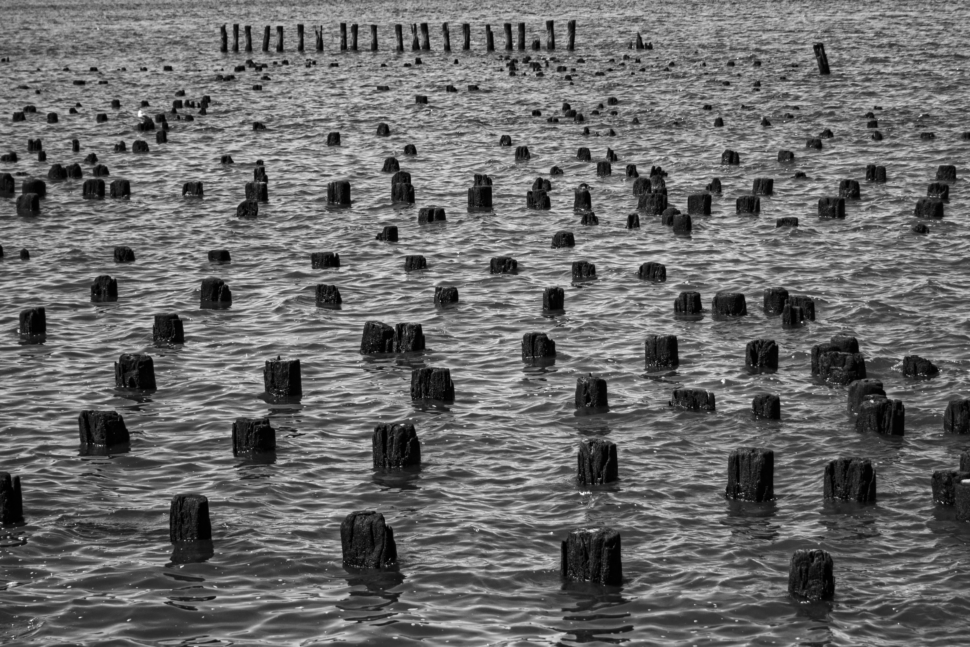 Wooden pilings in the water form a pattern.