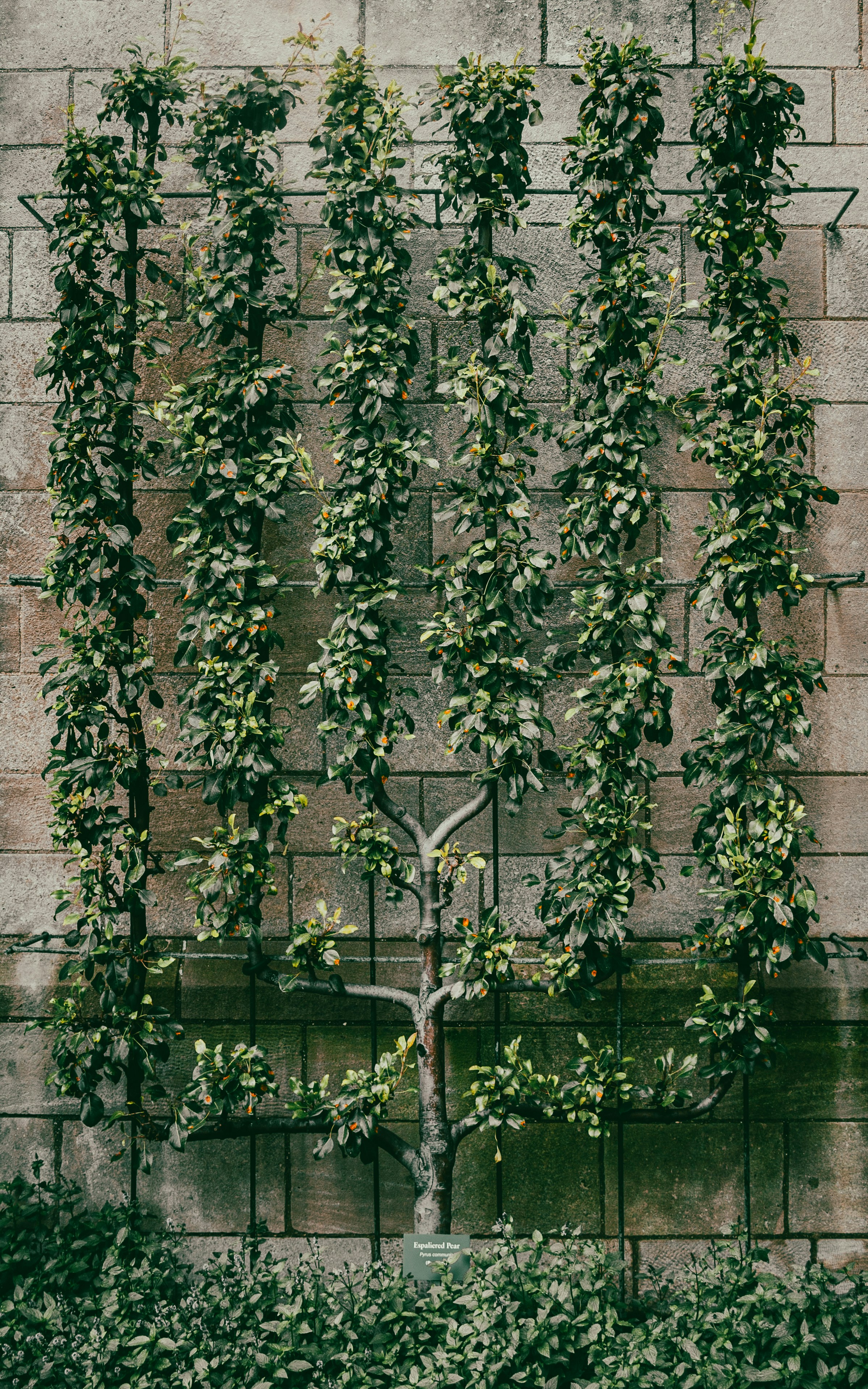 wedding greenery wallpaper, wallpaper, Eco-Friendly Wedding: Planning a Sustainable Celebration 5