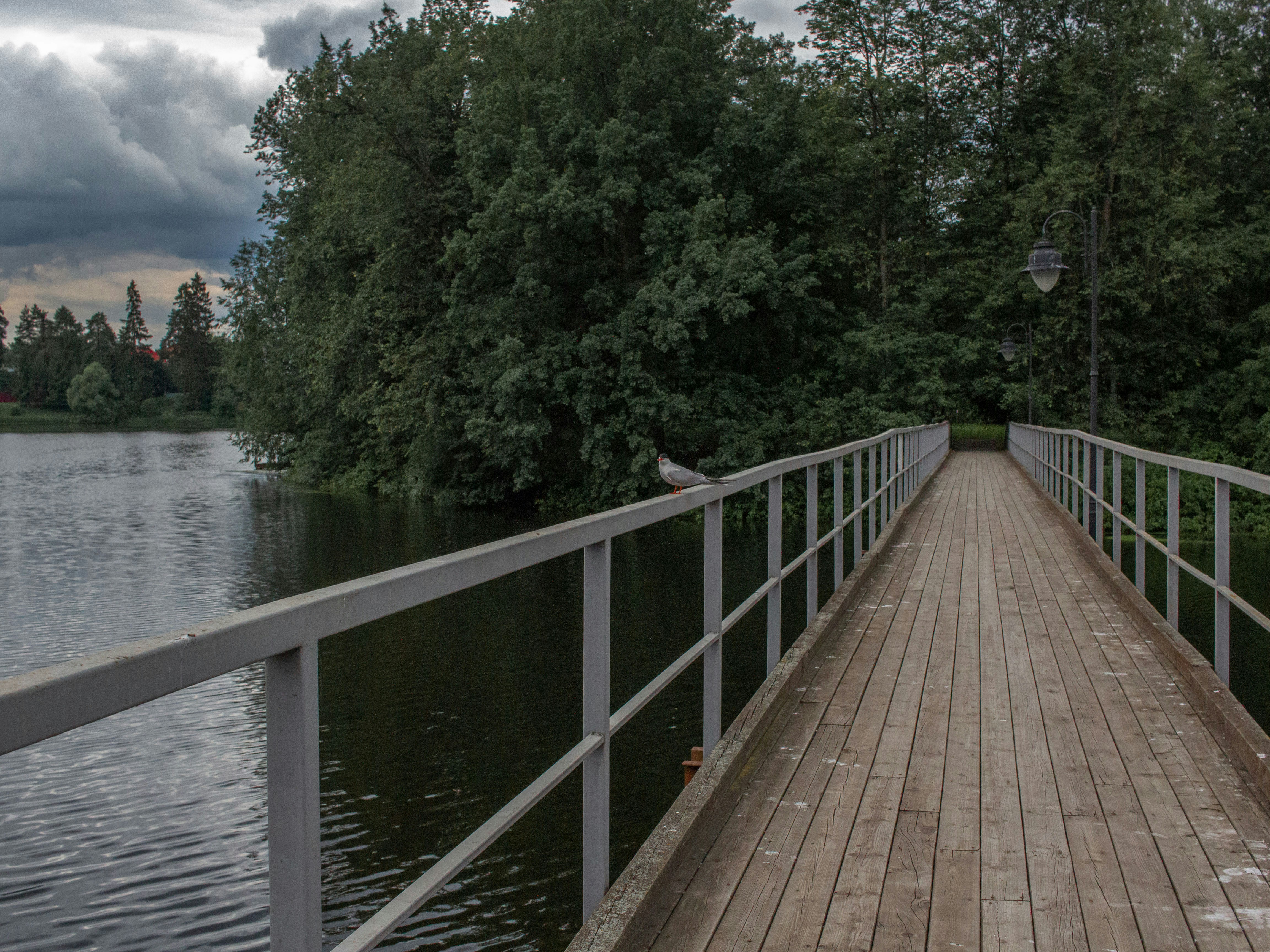 Eine Holzbrücke führt zu saftig grünen Bäumen.