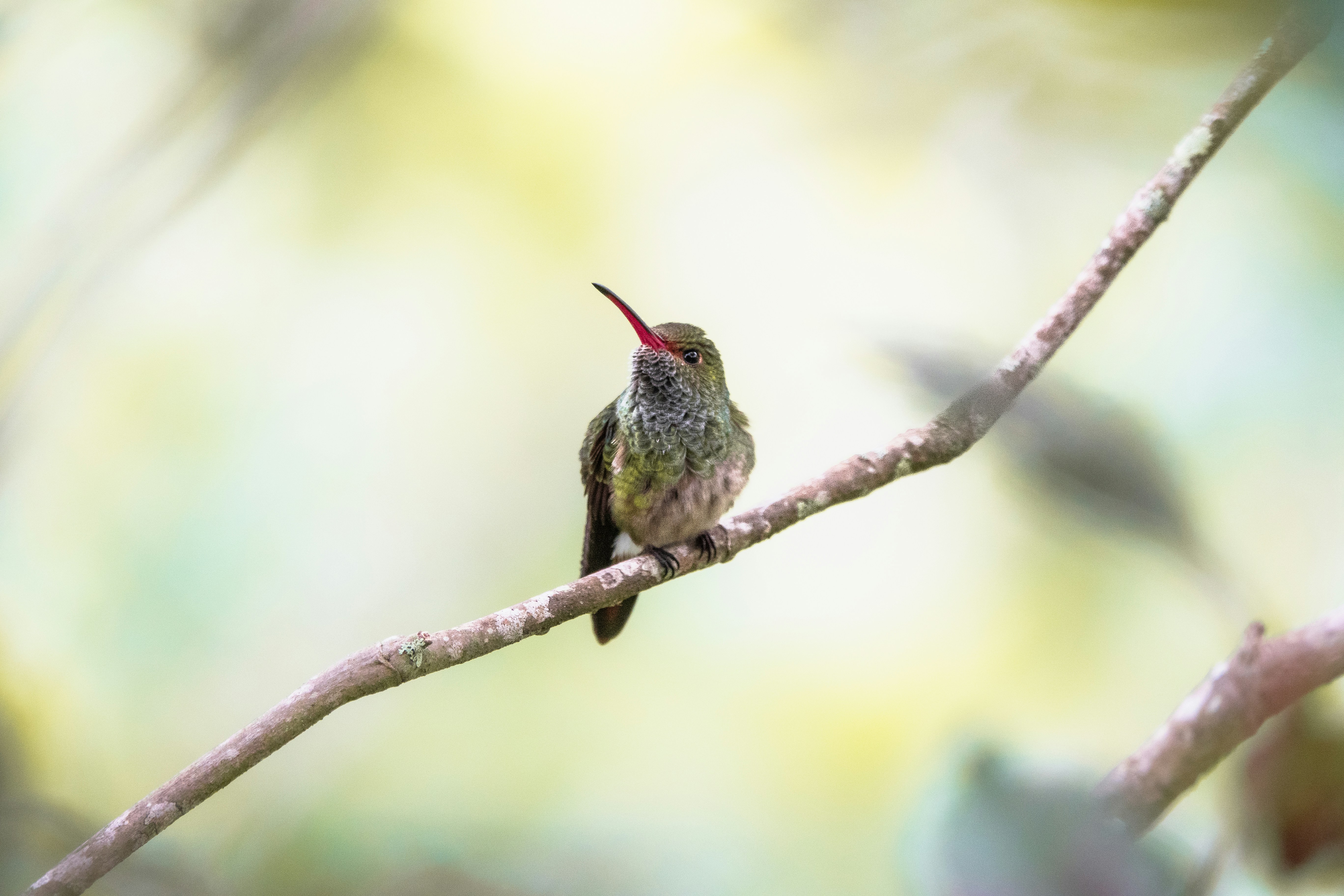 A hummingbird perches gracefully on a branch.