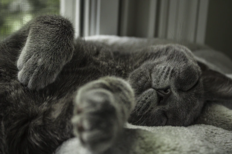 Cat resting quietly on a soft blanket near a window