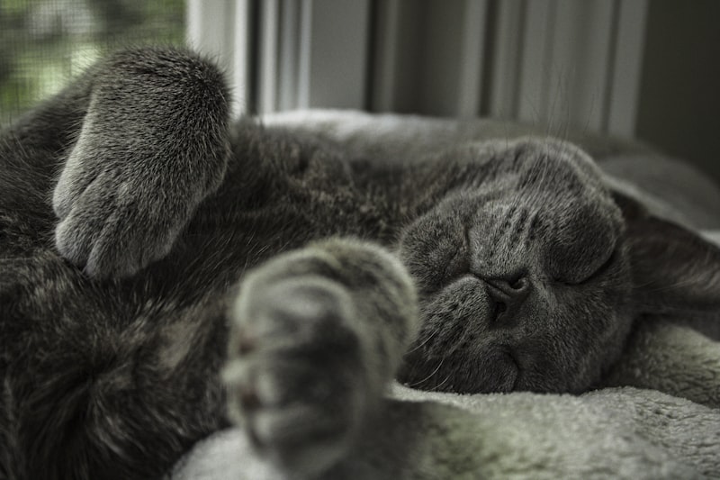 Senior cat relaxing on a sunny window ledge