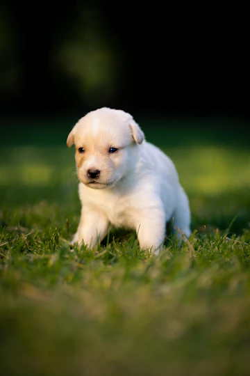 Labrador Retriever standing in a field