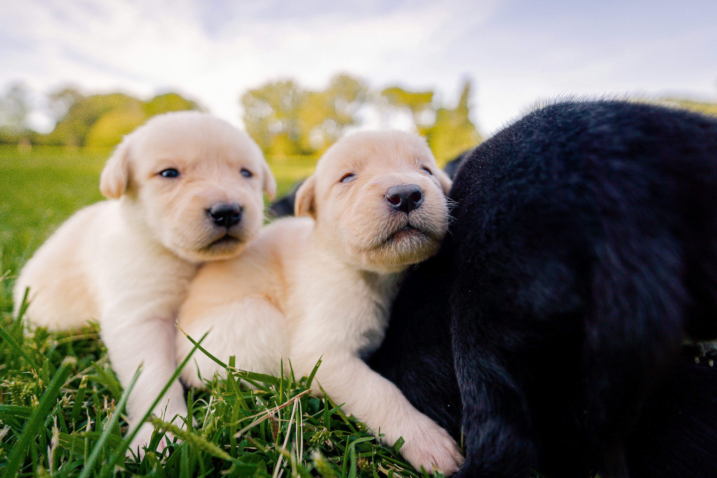 Two cute puppies resting in a grassy field.