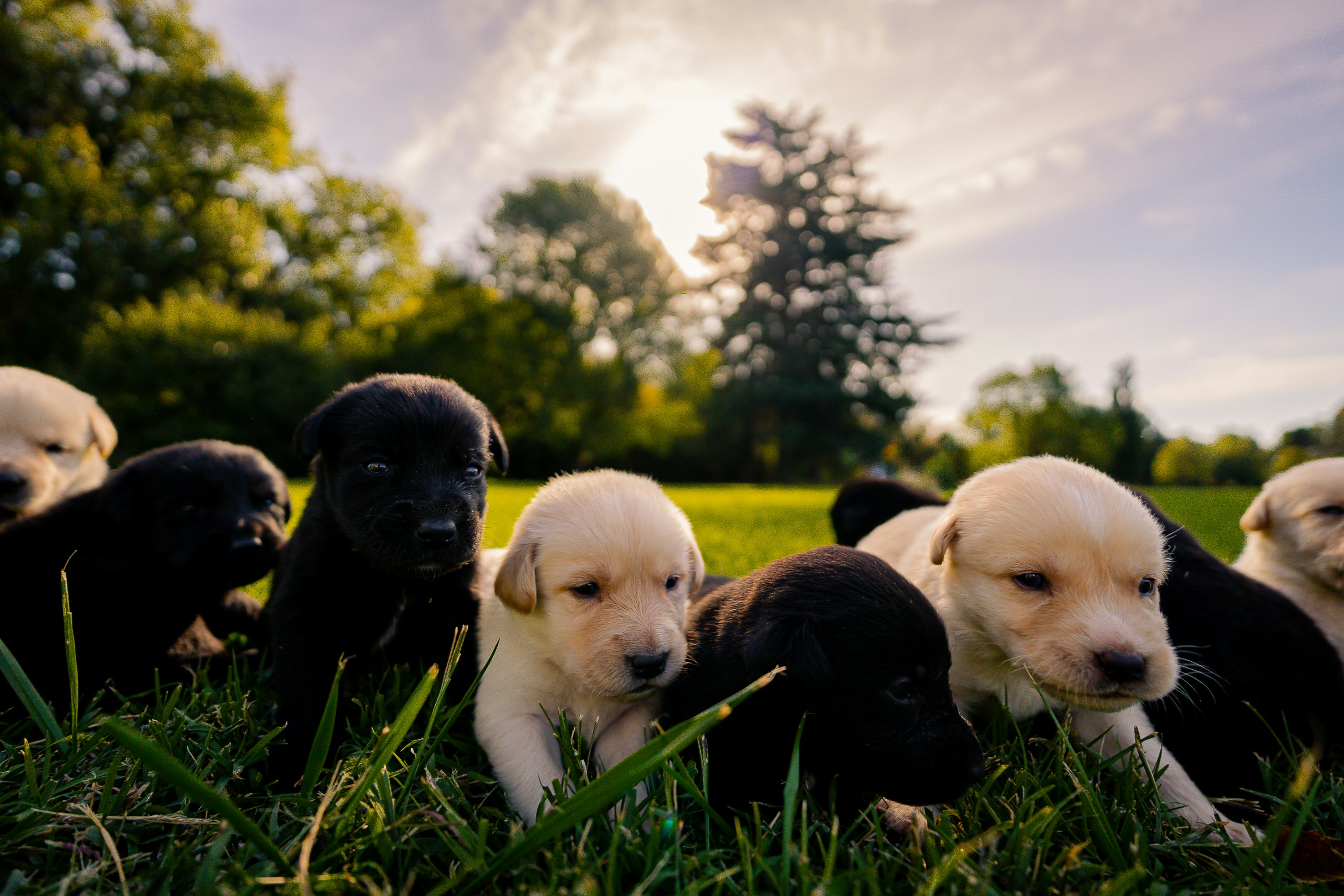 A group of cute puppies sitting on grass.