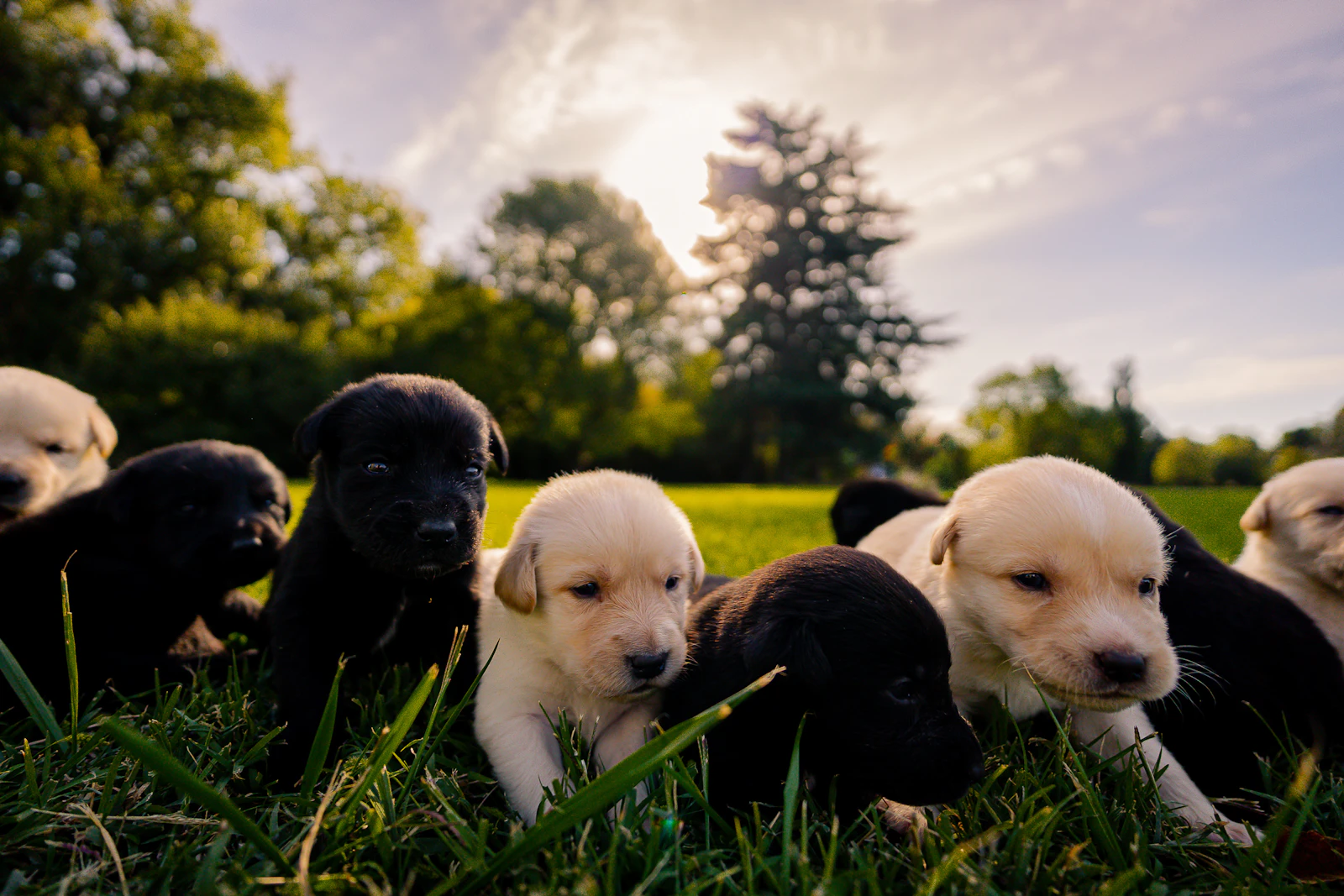 The black and yellow puppies of Hazel and Bodie's litter sitting together on the grass