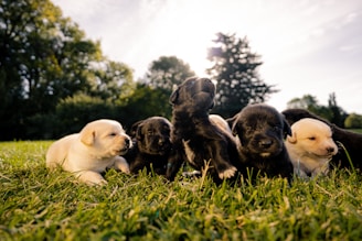 Join our pack!  