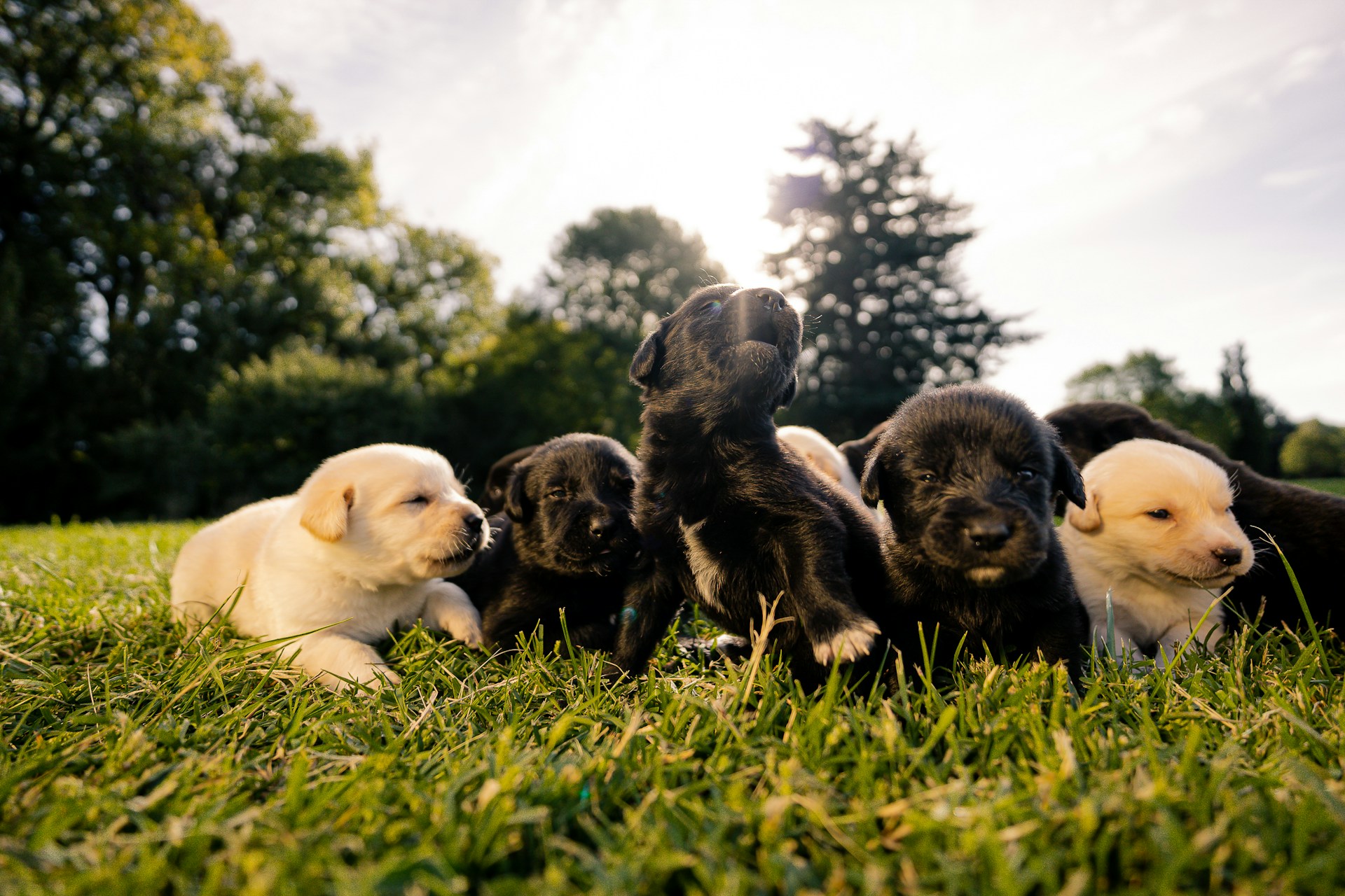 Five adorable puppies are lying in the grass.