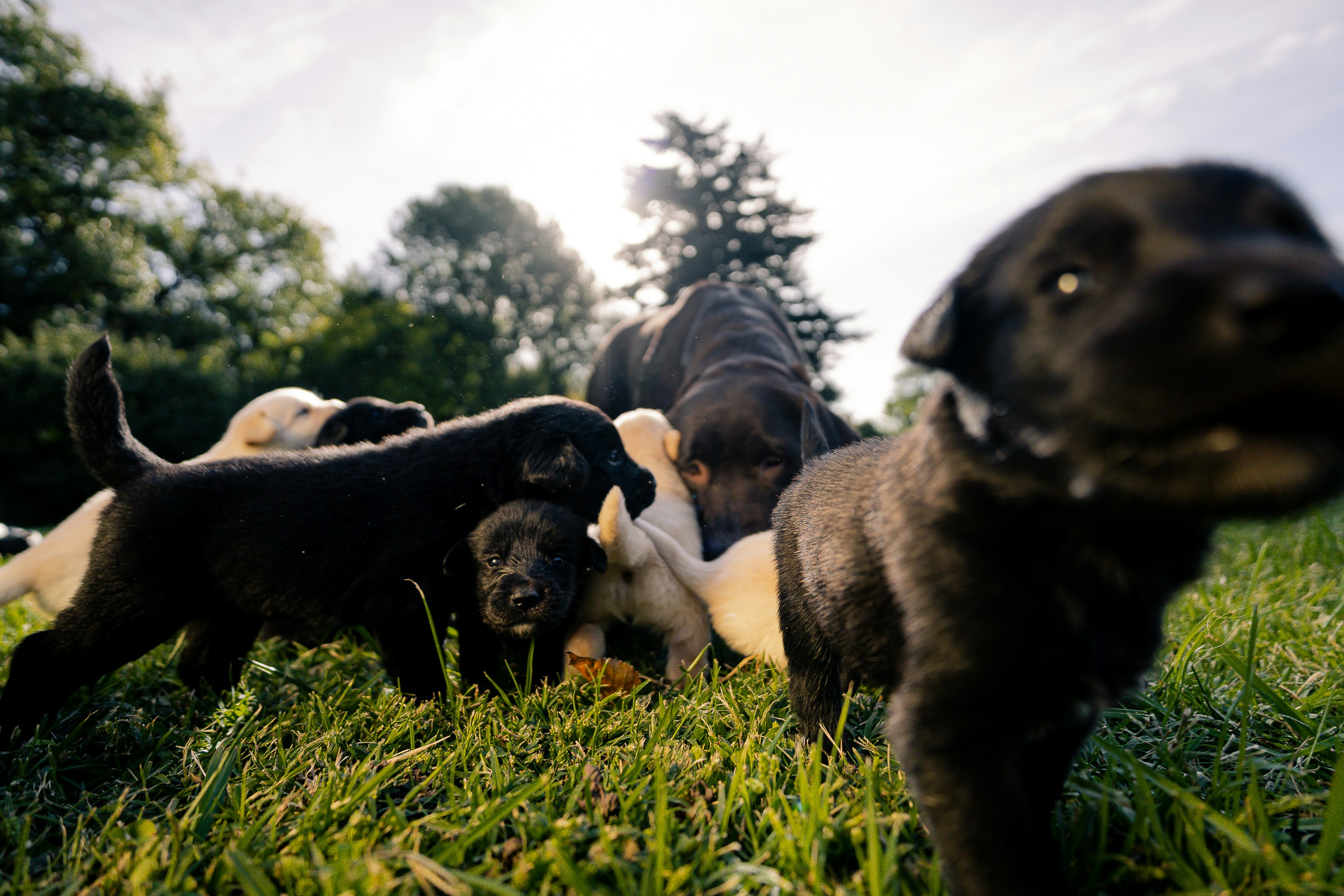 Puppies play happily in a grassy field.