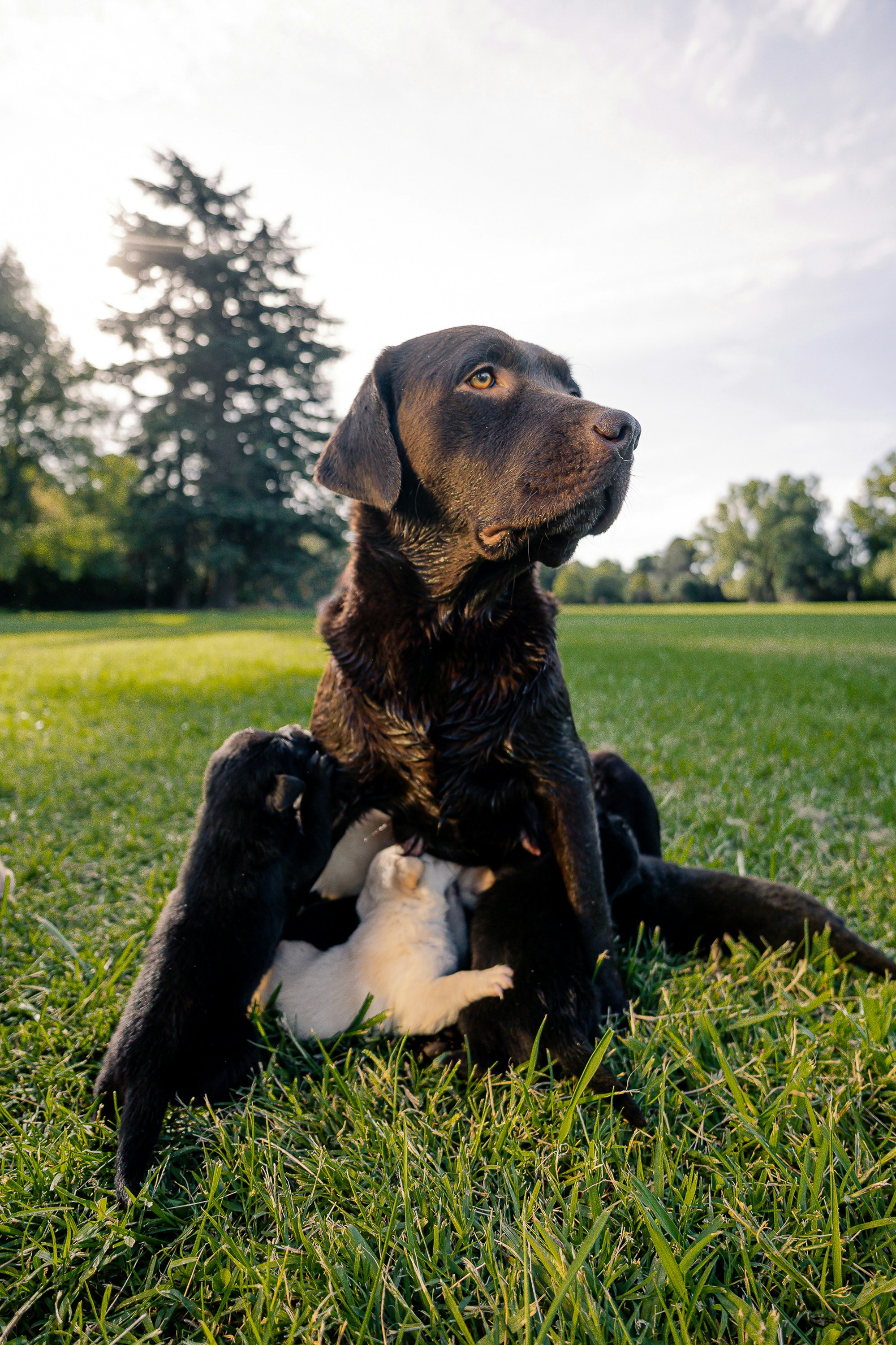 A mother dog nurses her puppies in the grass.