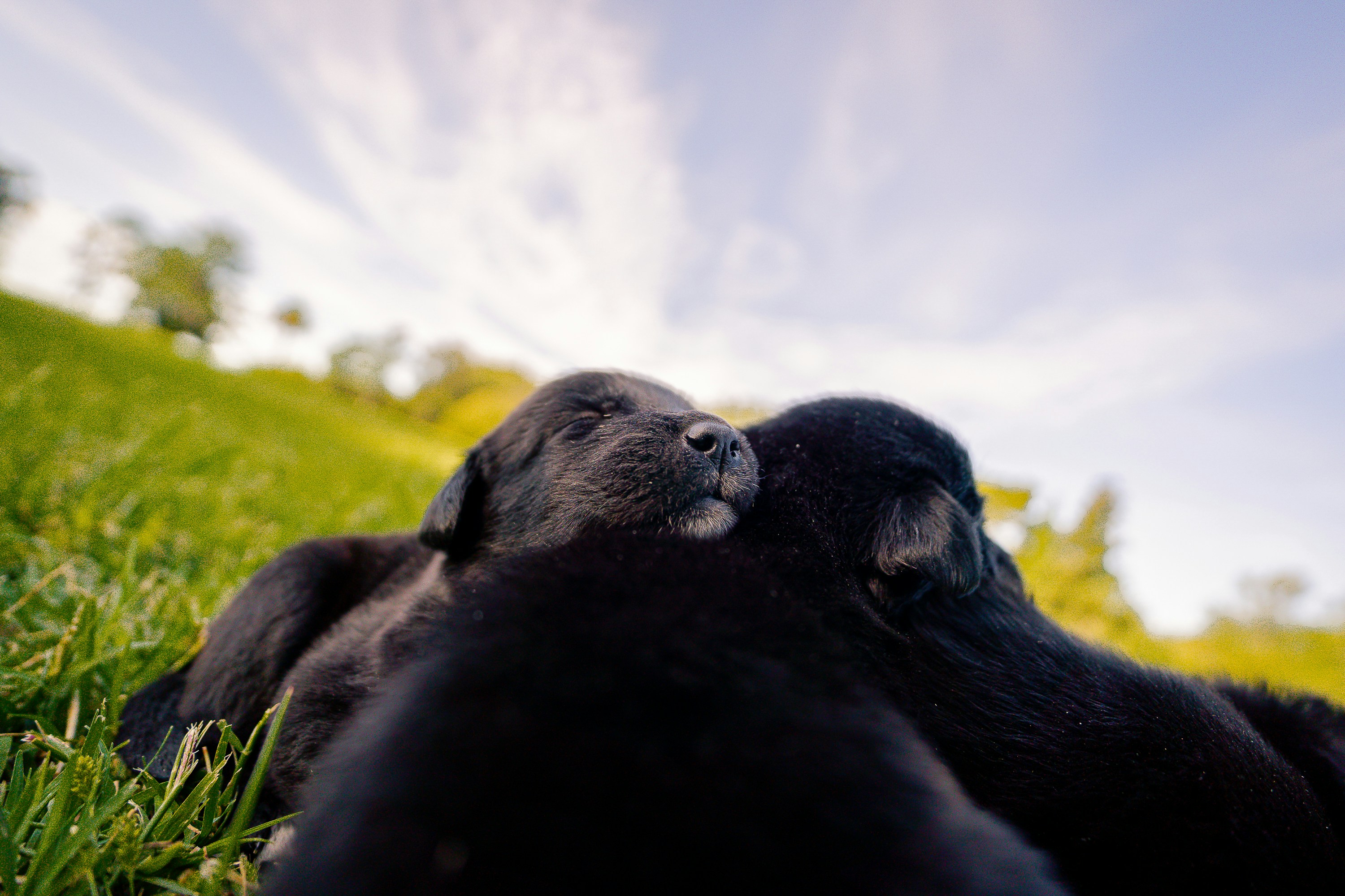 Two black puppies snuggle in the grass.
