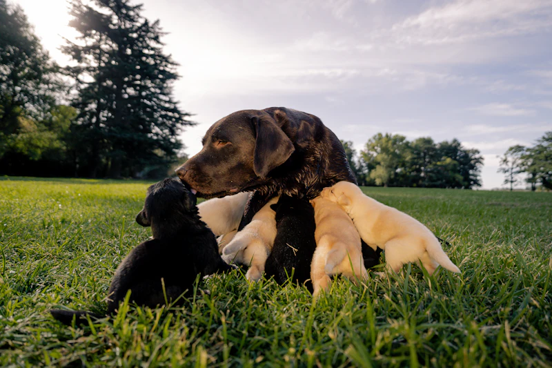 Hazel, our chocolate female, nursing her black and yellow puppies on the lawn