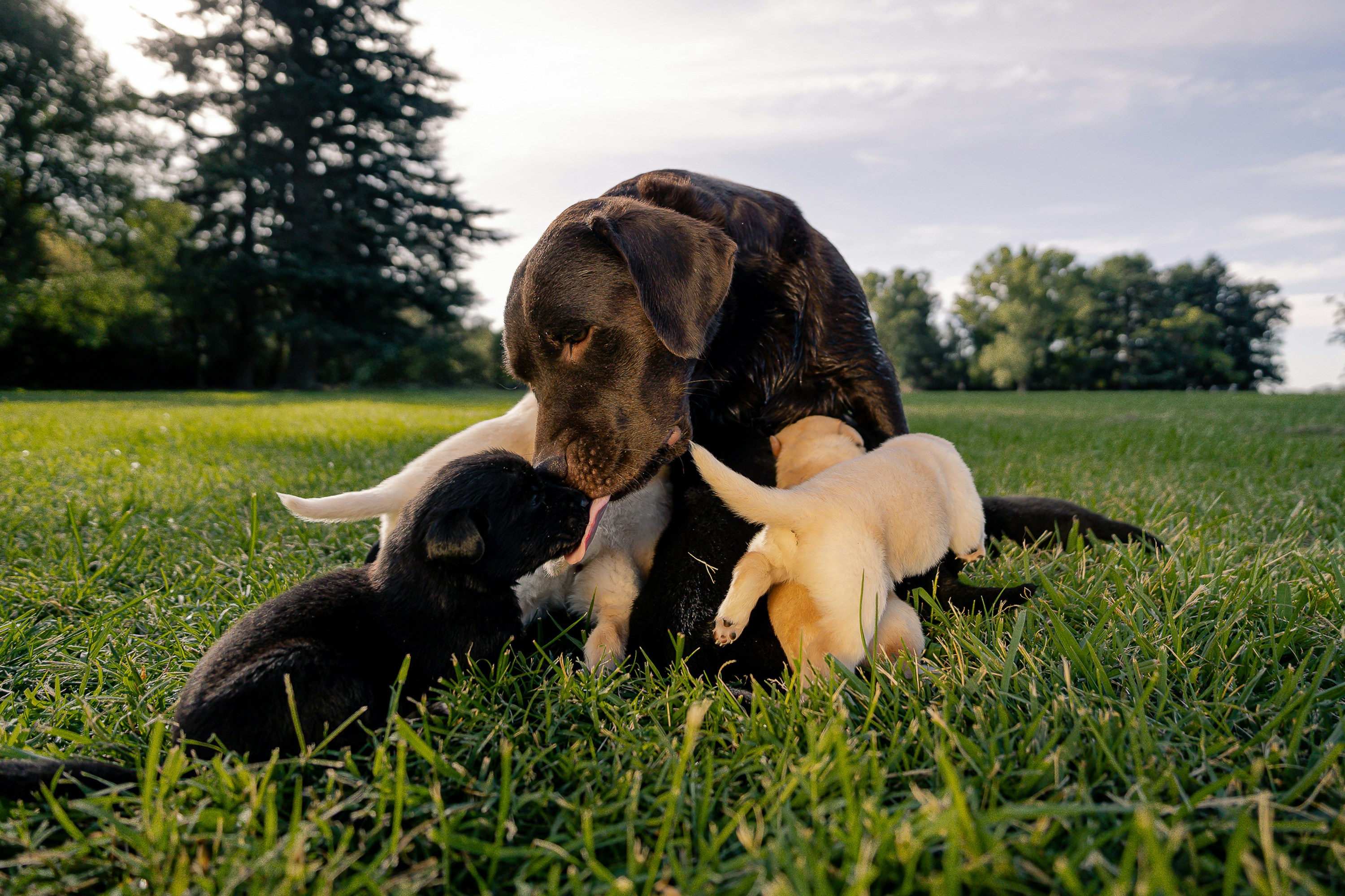 A labrador mother nurses her adorable puppies.