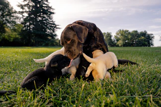 A labrador mother nurses her adorable puppies.