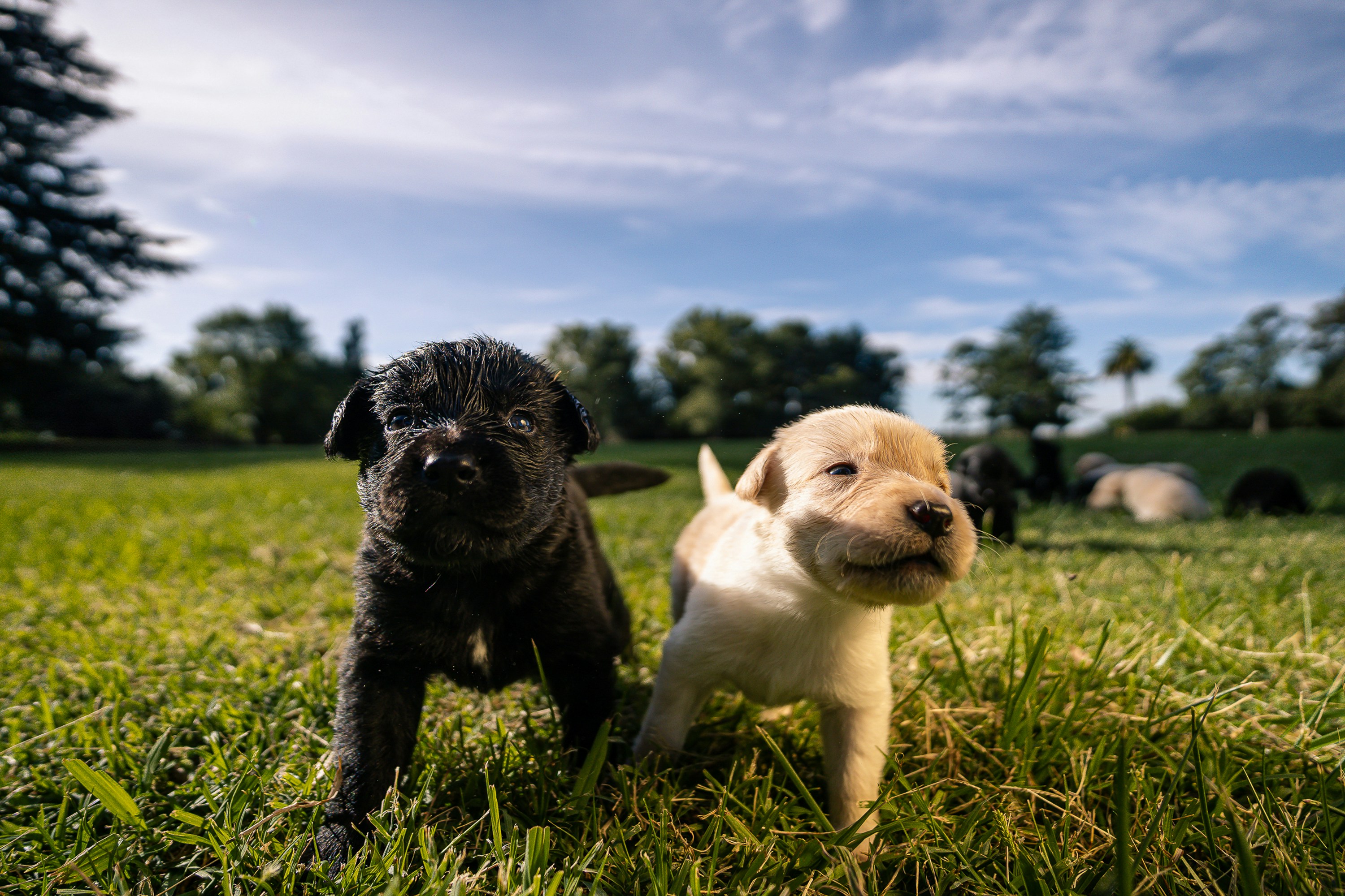 Two adorable puppies pose in a grassy field.