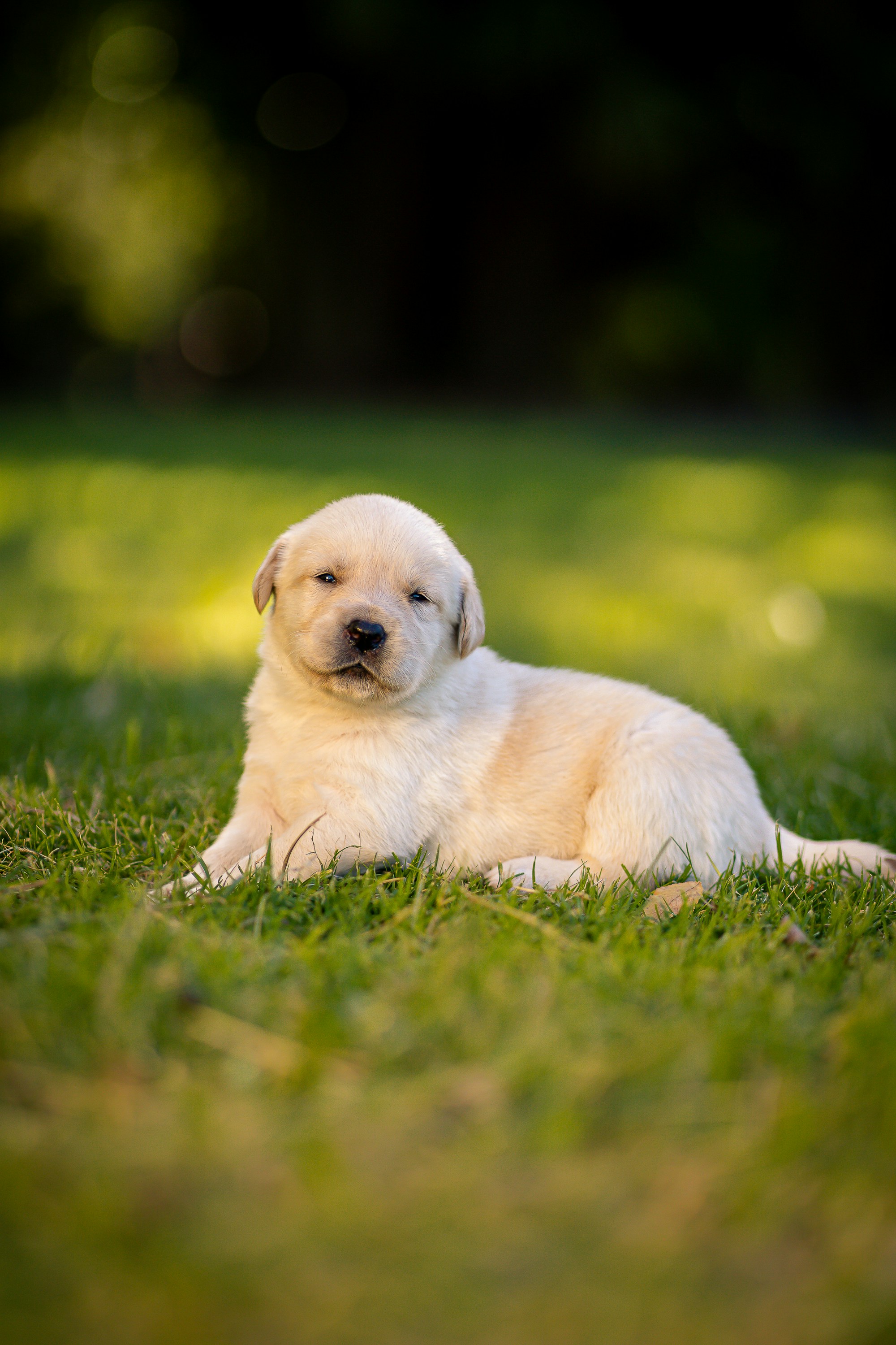 A cute puppy relaxing on green grass.