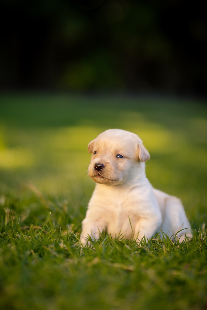 Puppy training session