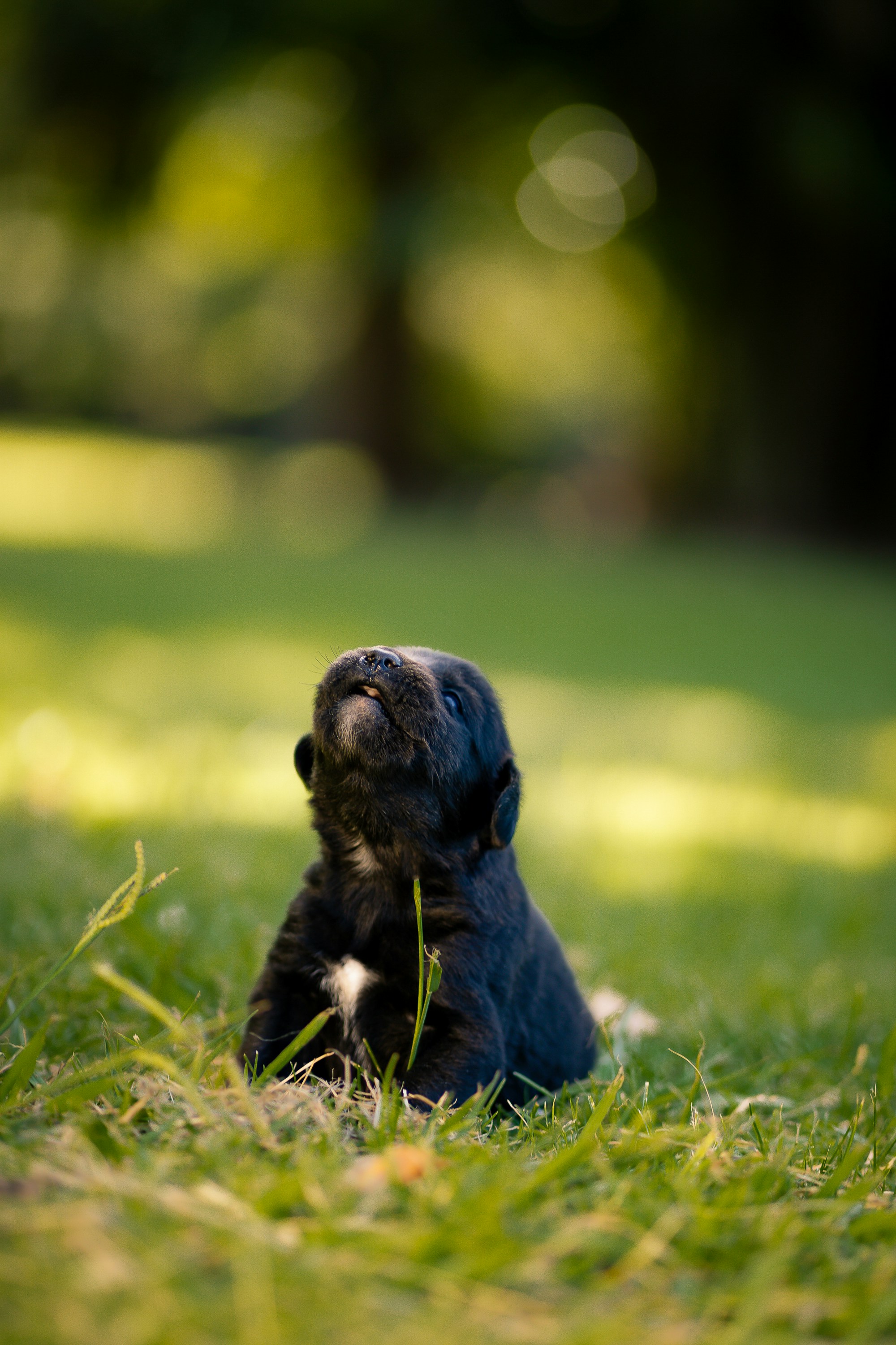 A cute puppy gazes upwards in the grass.