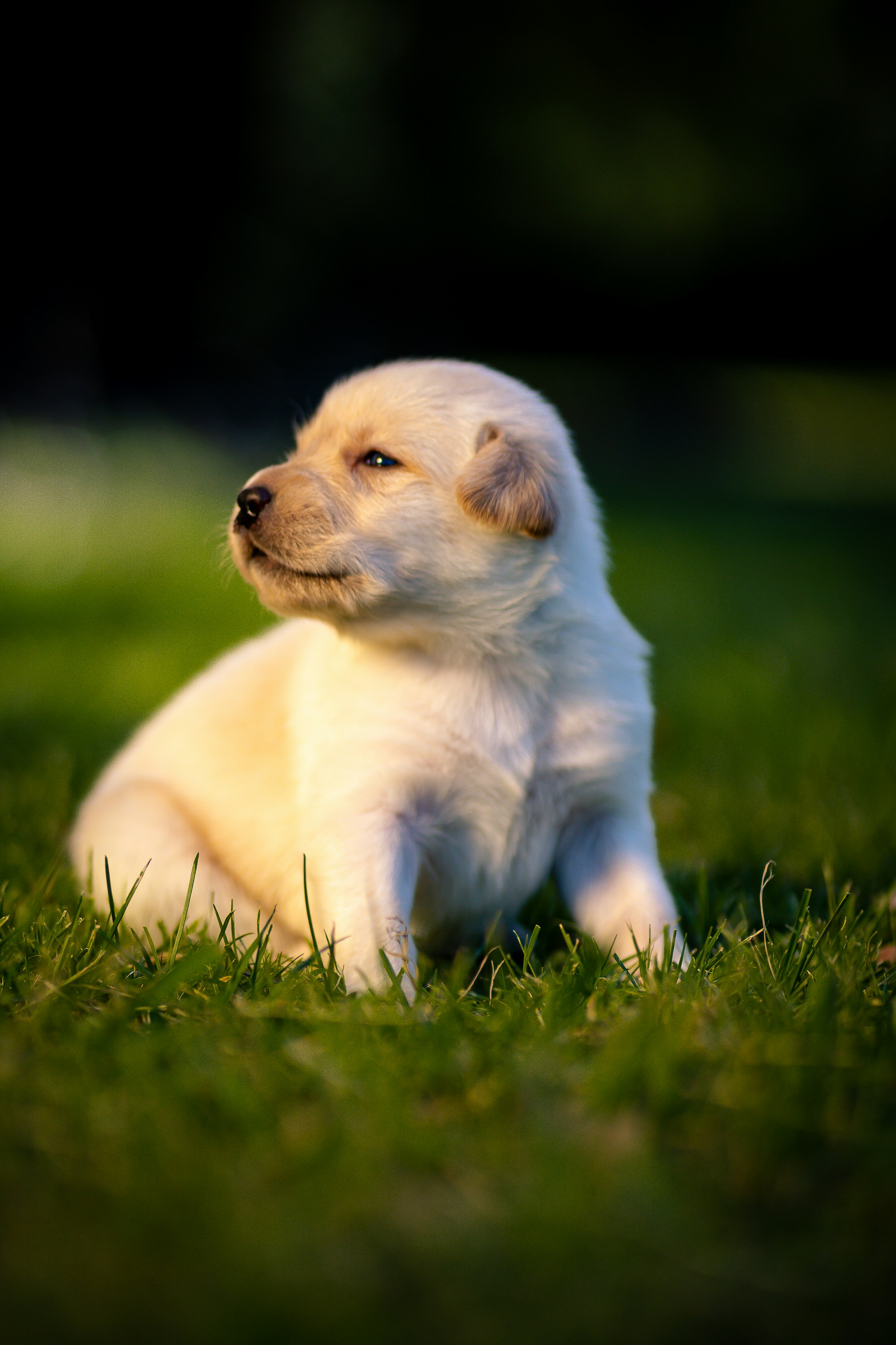 A cute puppy sits in the green grass.