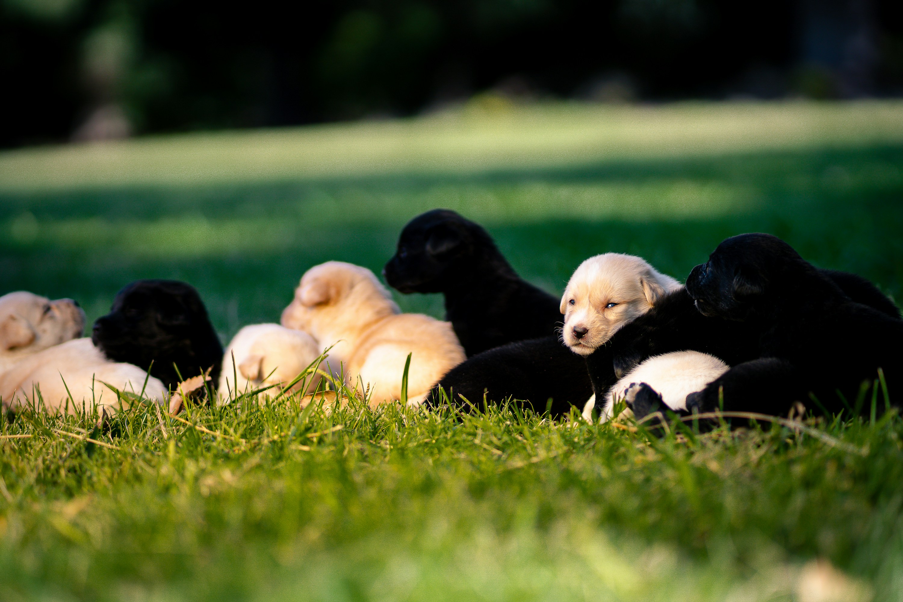 puppy selection