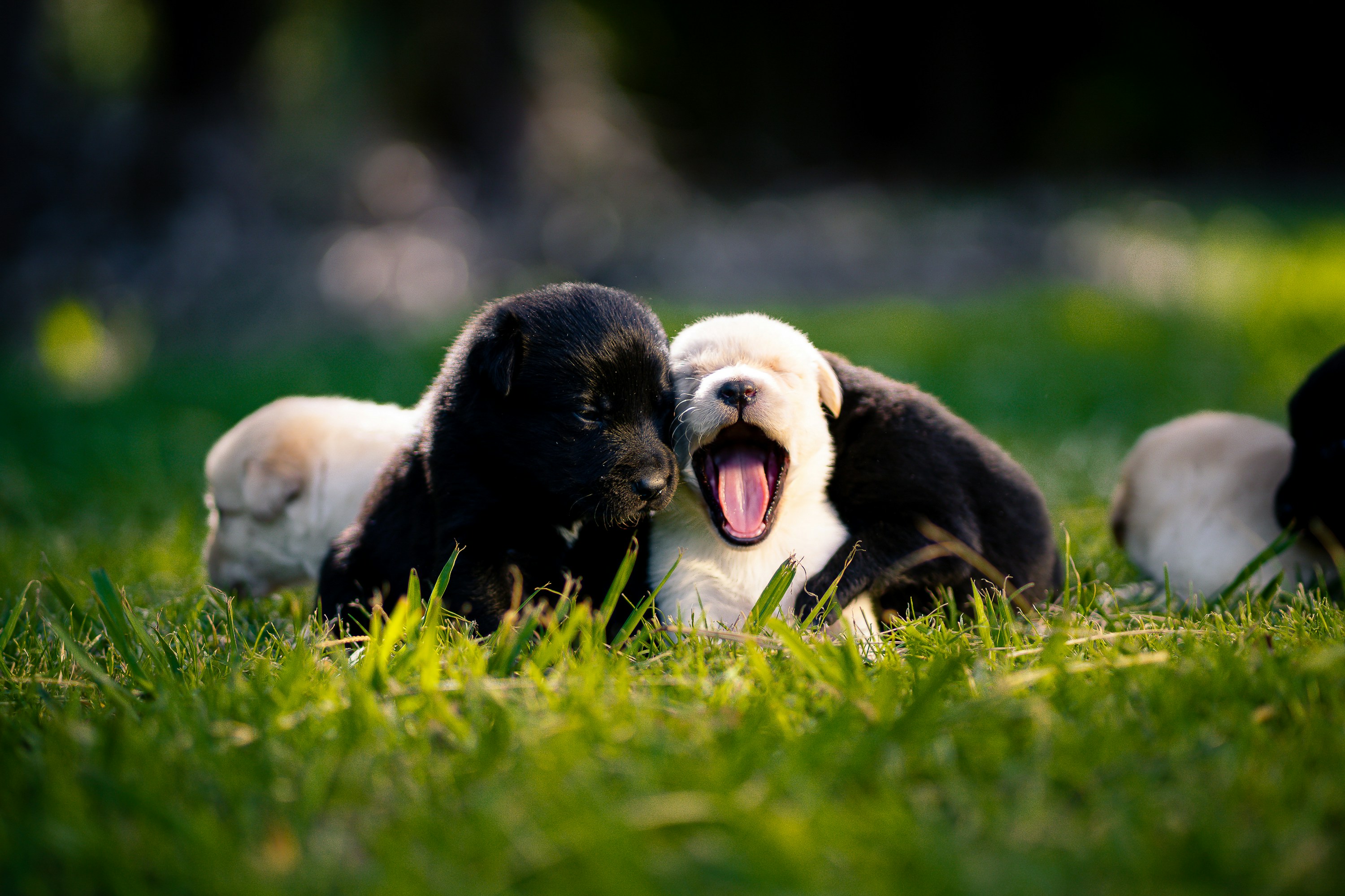 Puppies are relaxing in the grass.