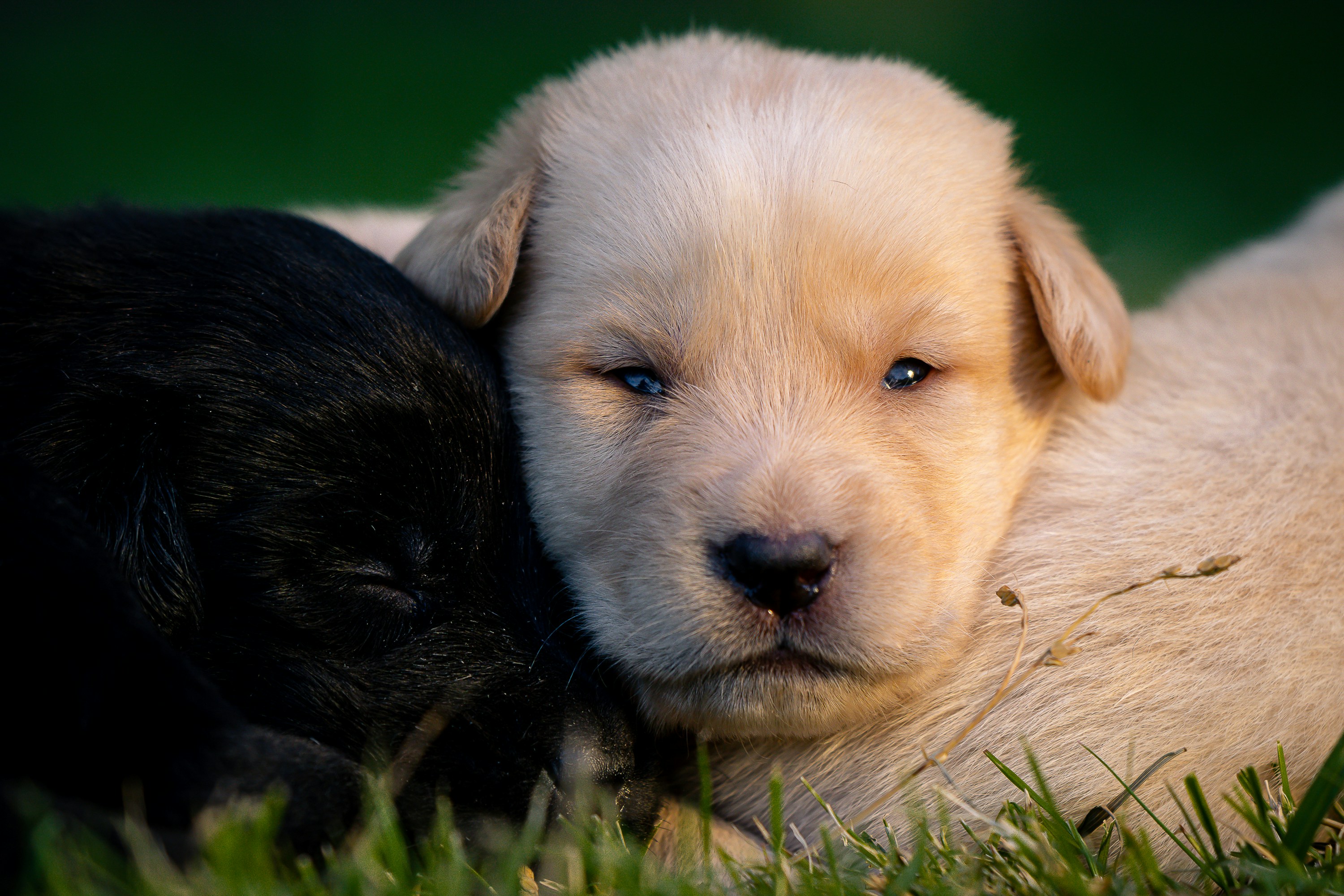 Two adorable puppies snuggle together on grass.