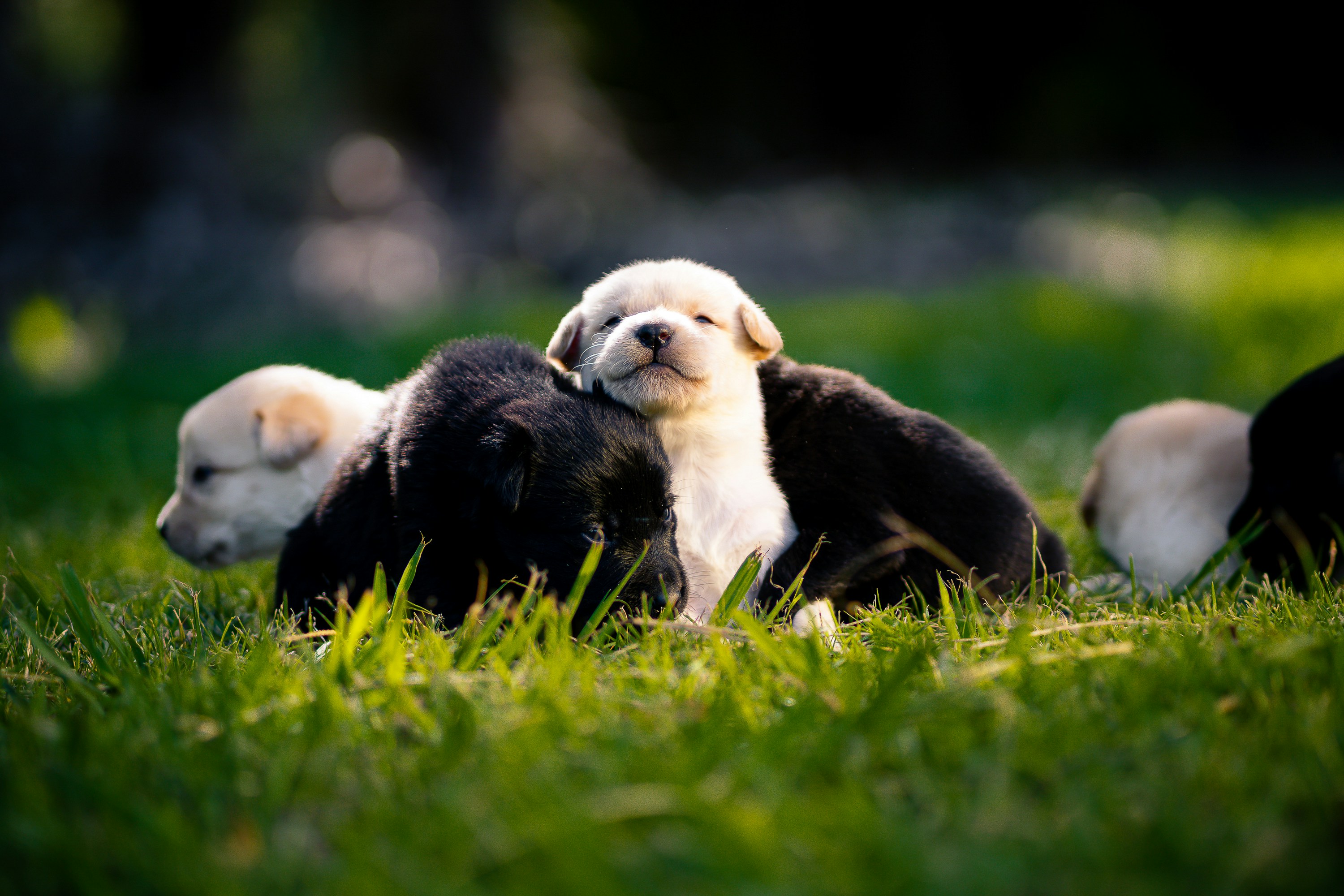 Adorable puppies cuddle together in the grass.