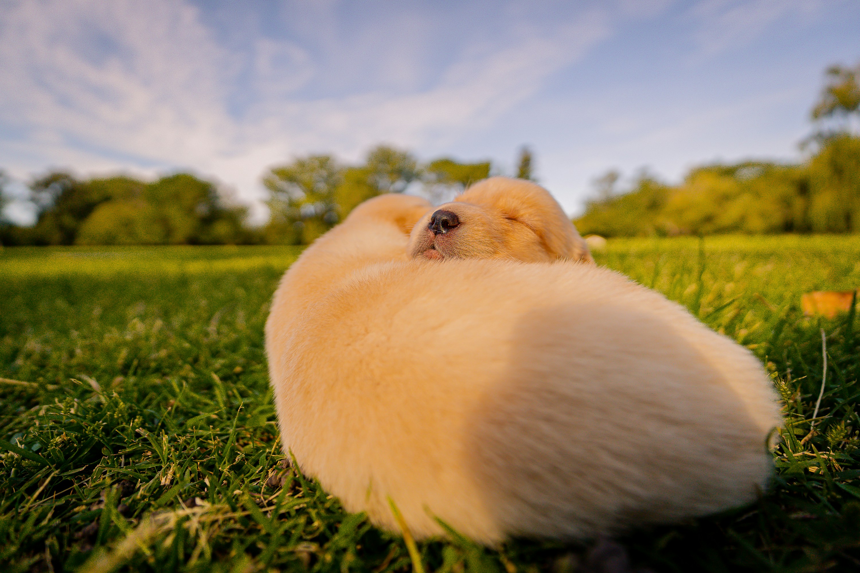 A sleepy puppy curled up in the grass.