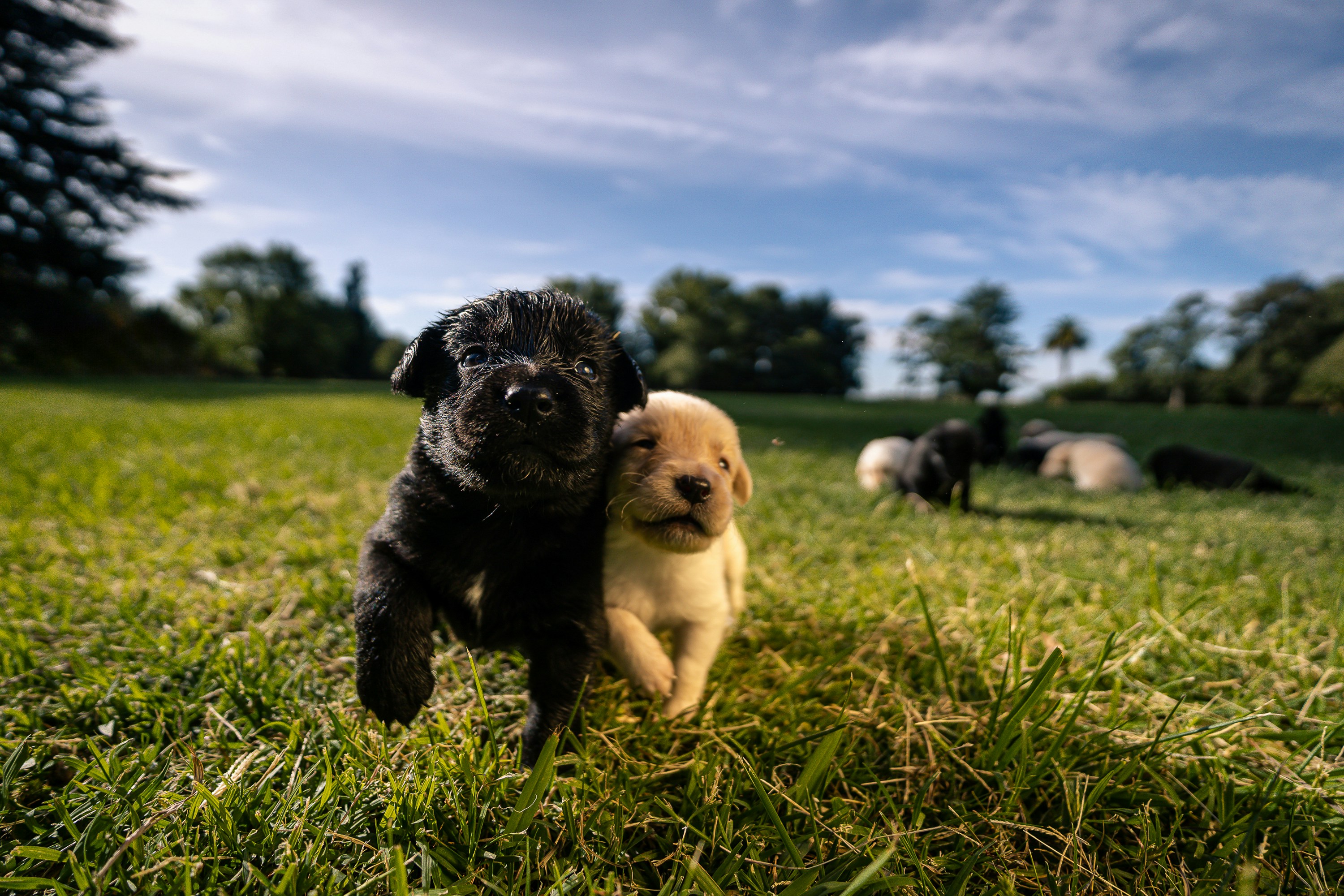Two adorable puppies in a field.