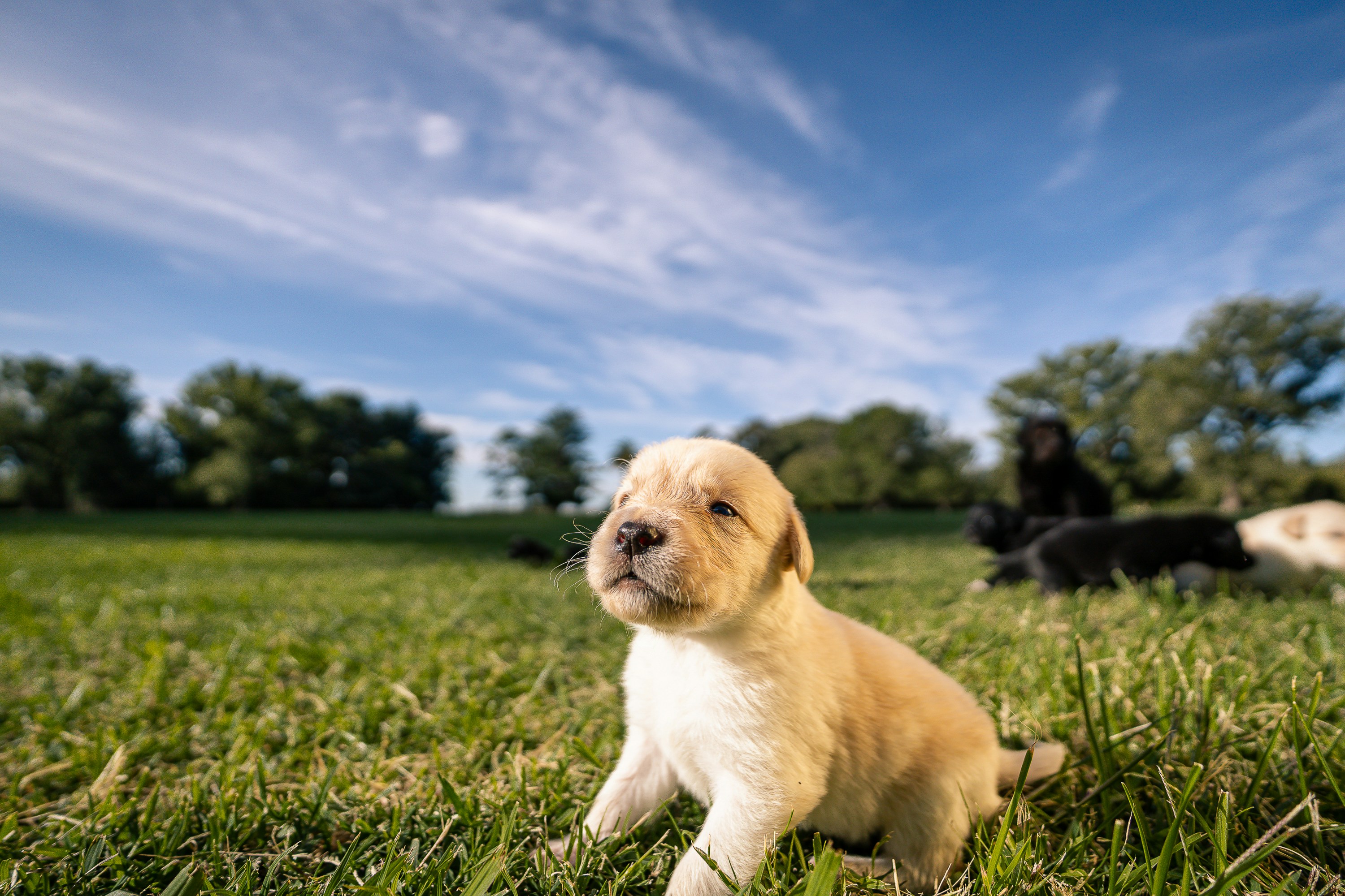 A cute puppy sits in green grass.