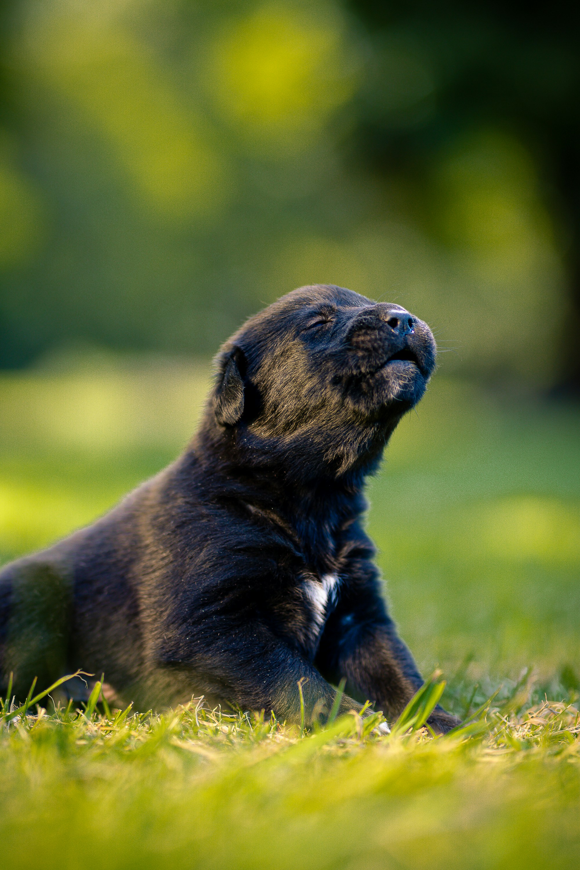 A cute black puppy gazes upwards.