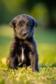 A black puppy sits patiently in the grass.