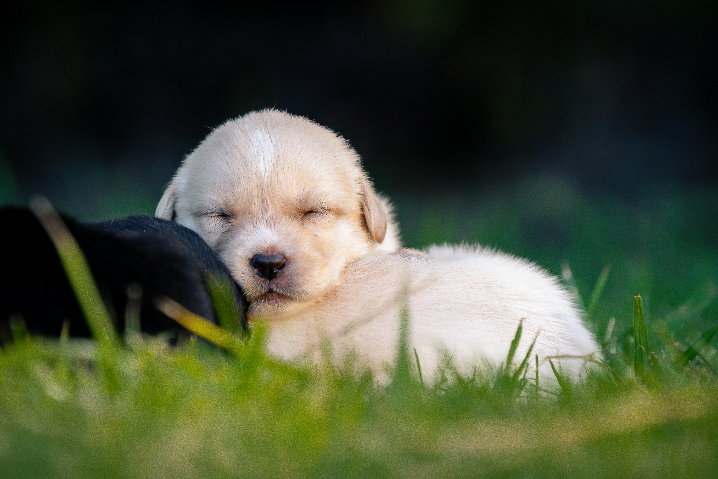 How Sleep Quality Affects Your Dog’s Behavior