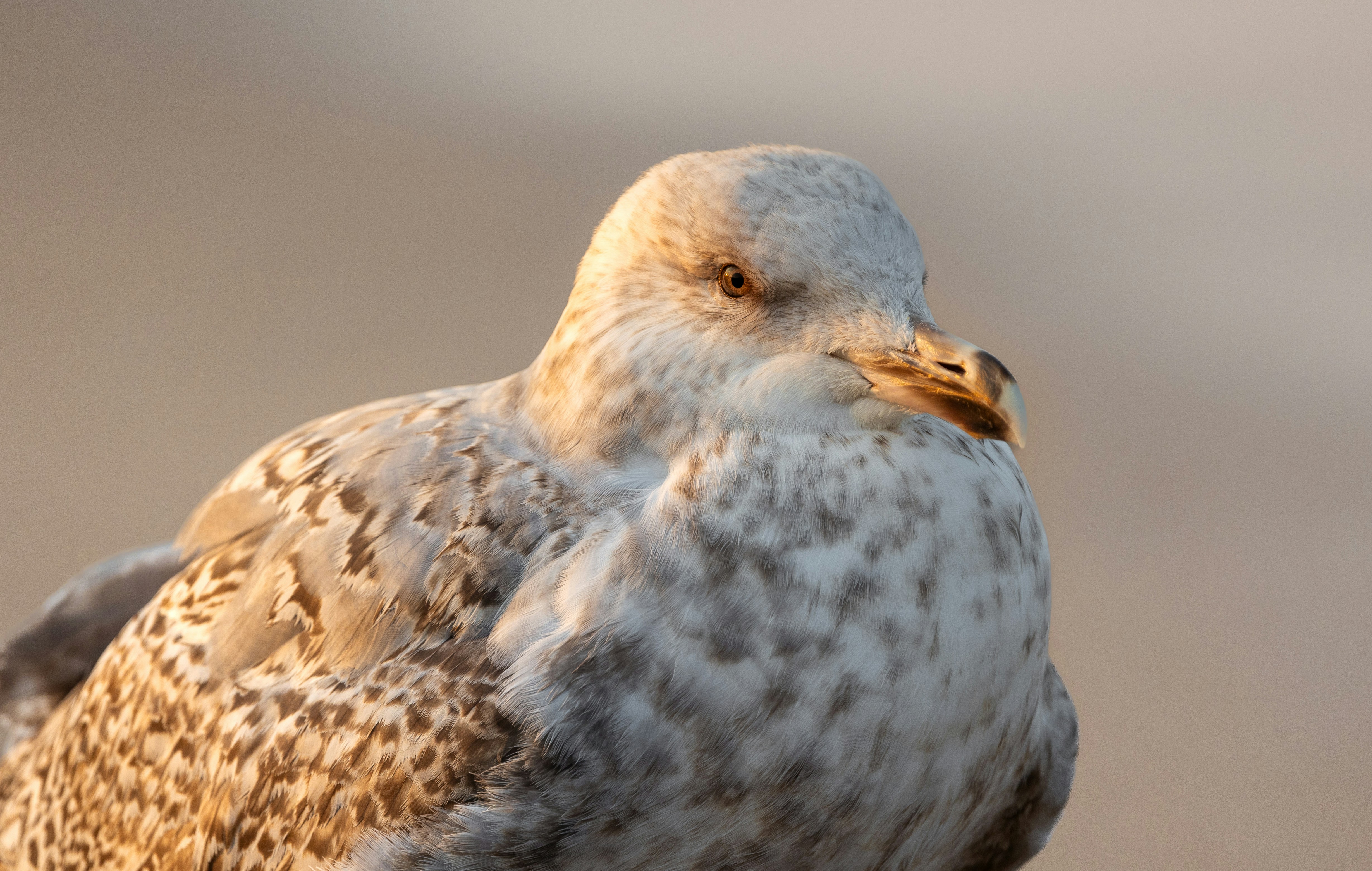 Photo by marekpiwnicki