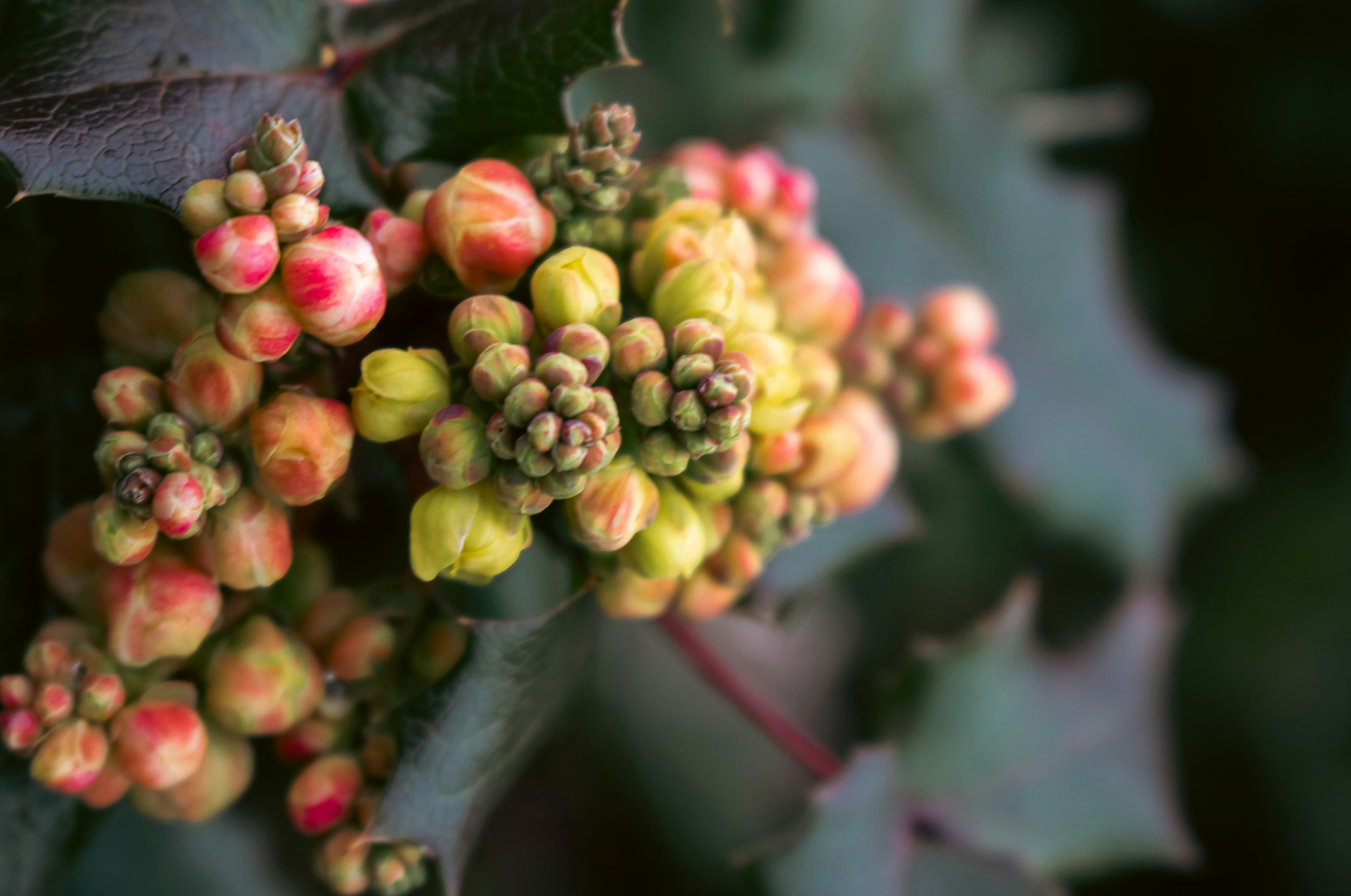 native plants Oregon