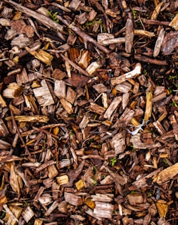 Wood chips cover the ground with small plants.