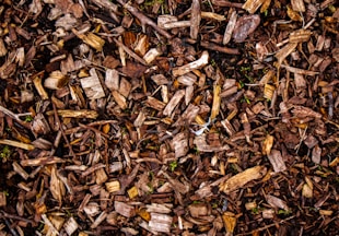 Wood chips cover the ground with rich texture.