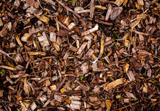 Wood chips cover the ground with rich texture.