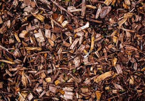 Wood chips cover the ground with rich texture.