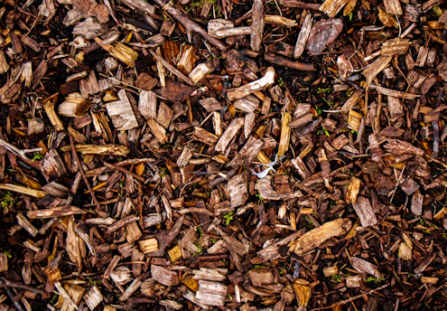 Wood chips cover the ground with rich texture.