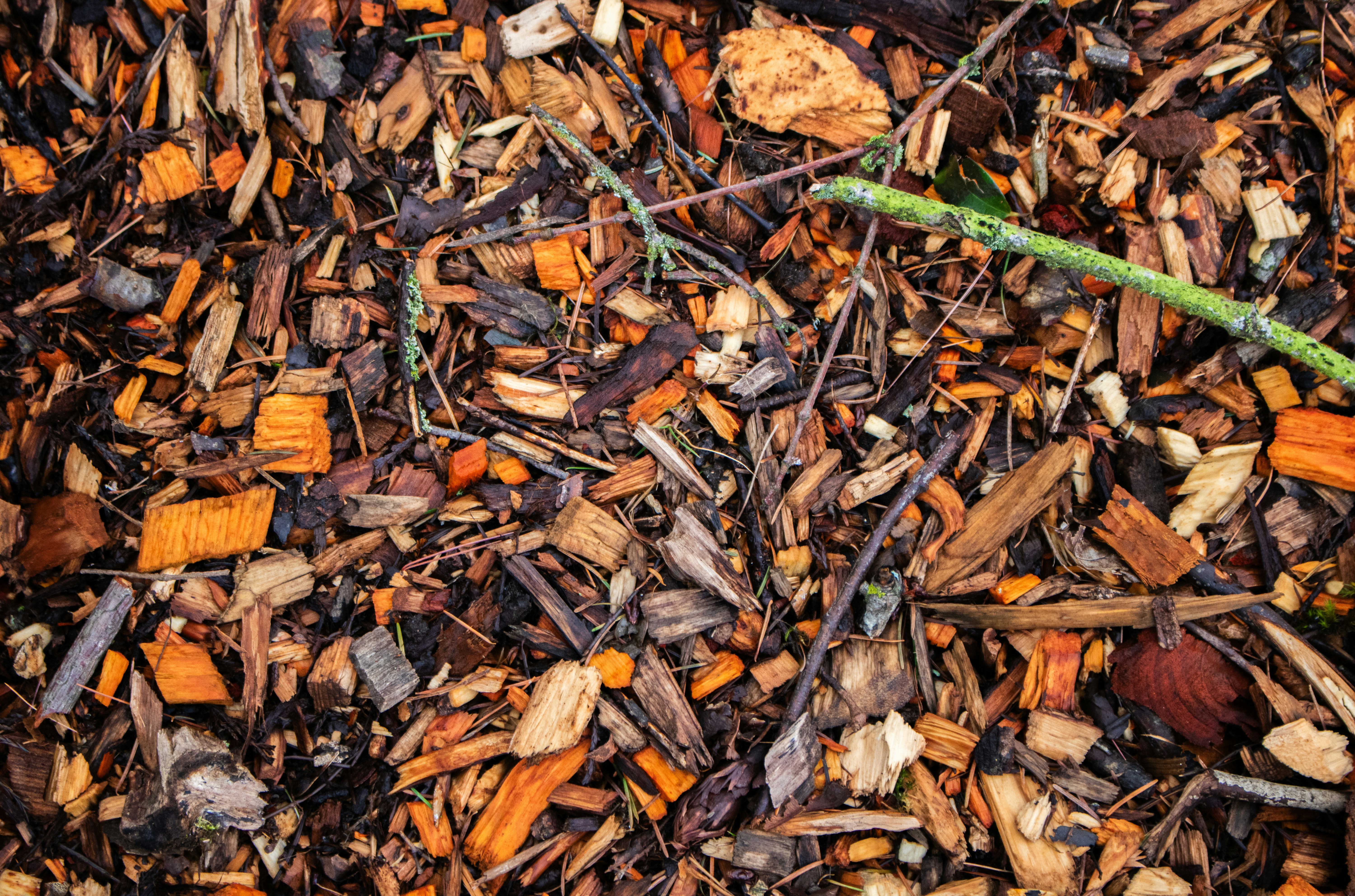 Photo by zoshuacolah