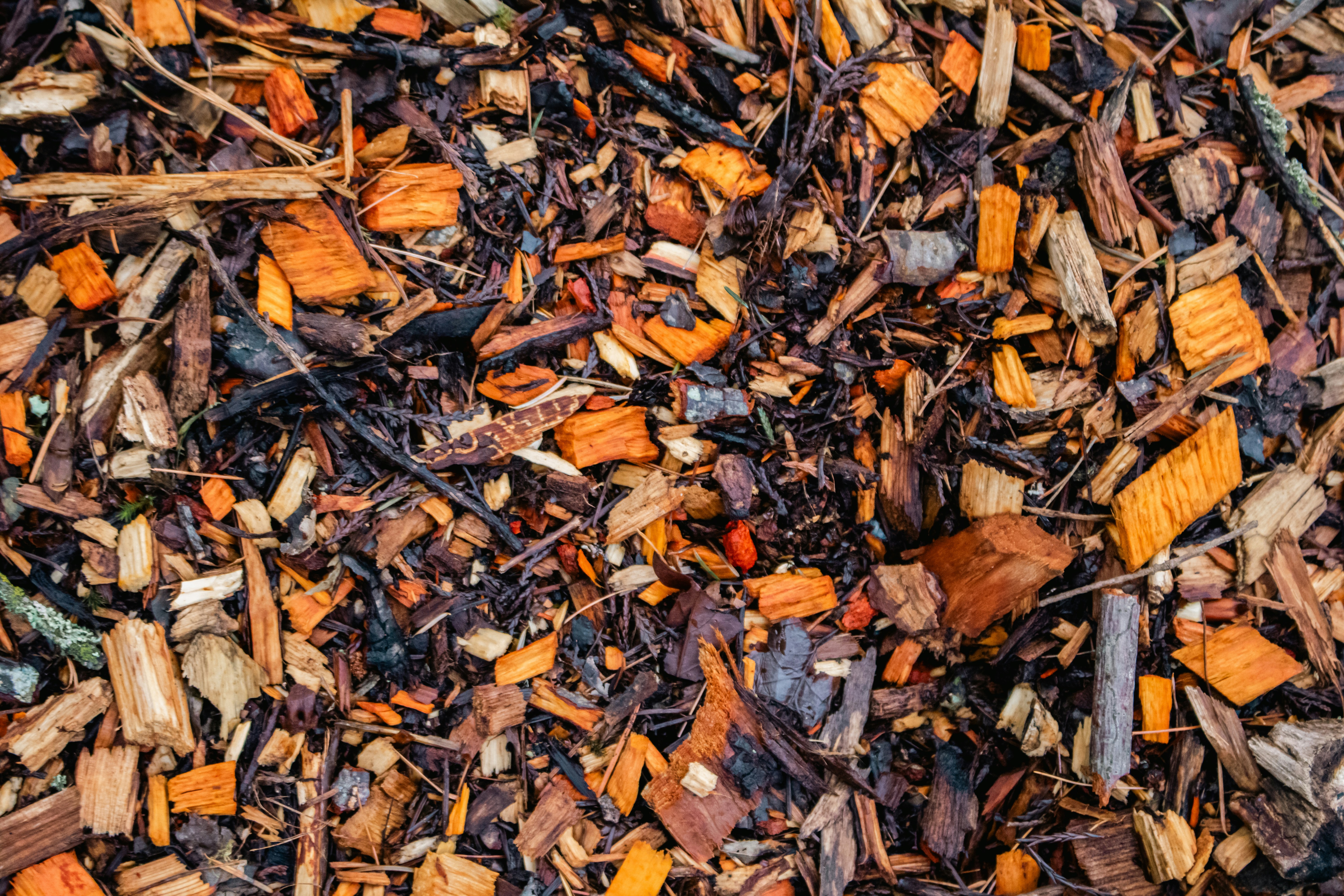 Photo by zoshuacolah