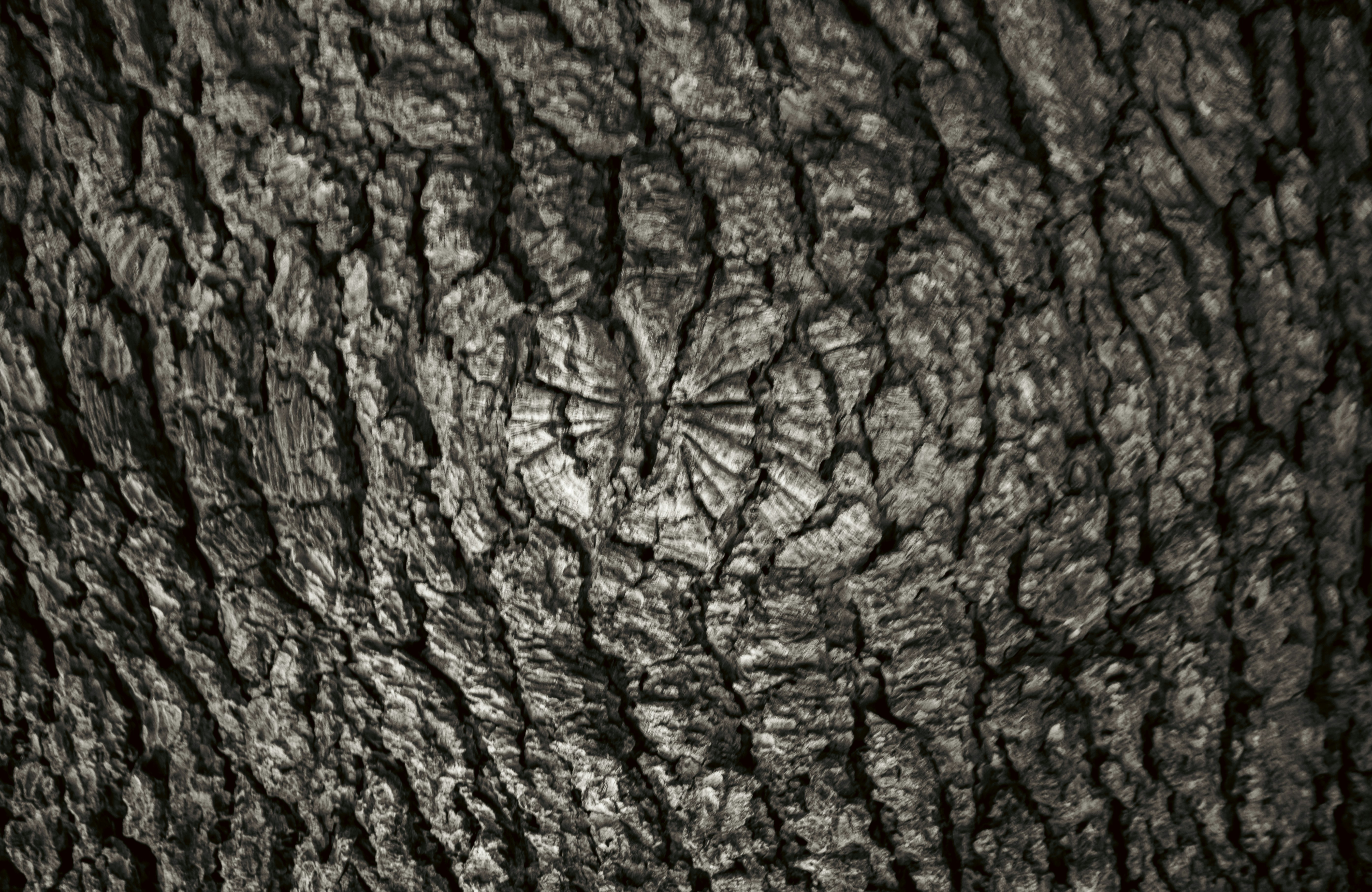 Baumrinde zeigt detaillierte Texturen und Muster. Foto – Kostenloses Bild  zum Thema Textur auf Unsplash, image size:3000x1951