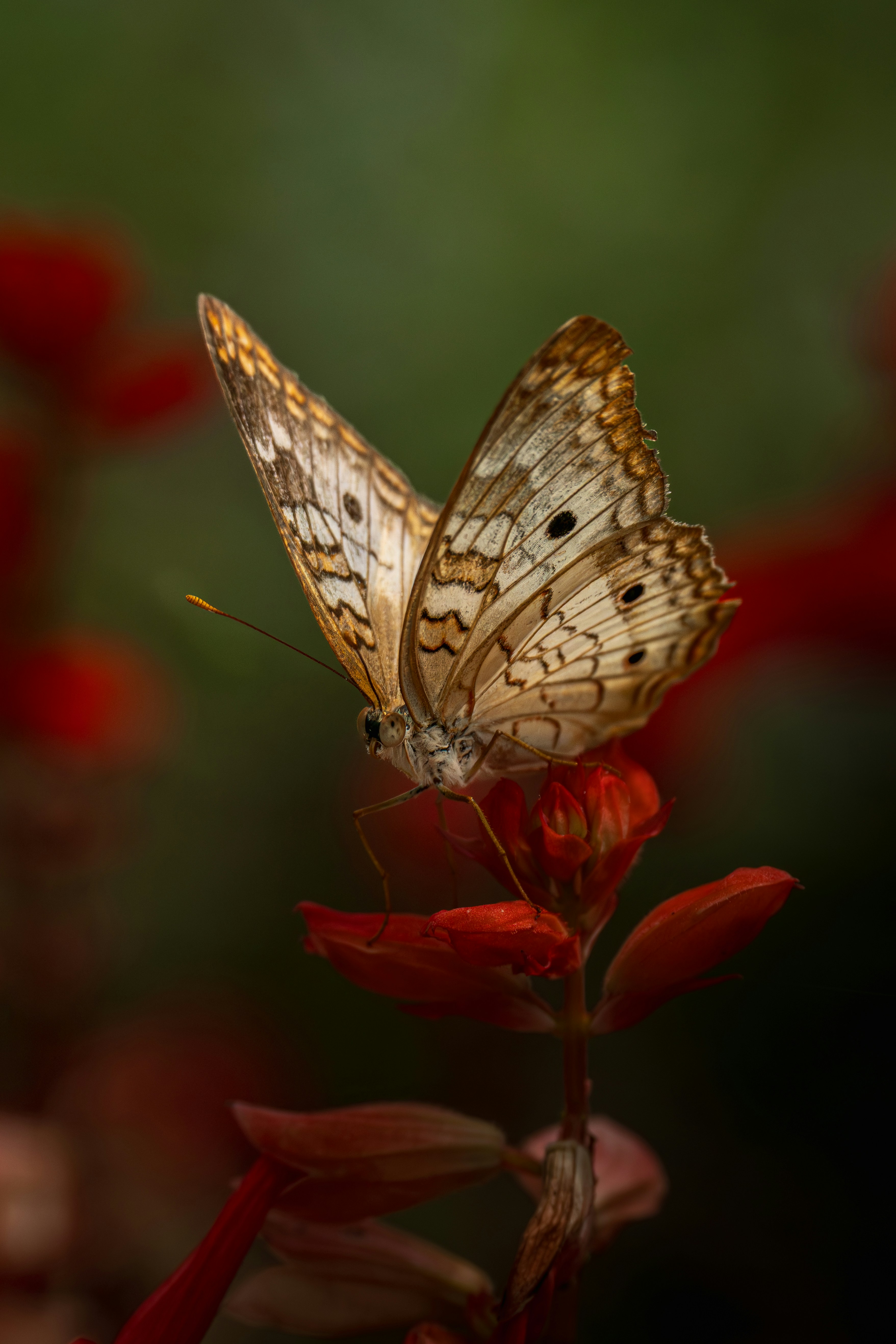 Butterfly rests on a red flower