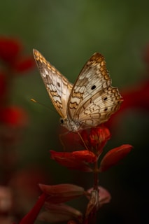 Butterfly rests on a red flower.