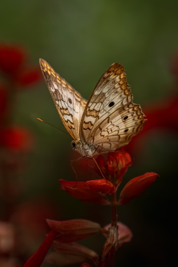 Butterfly rests on a red flower.