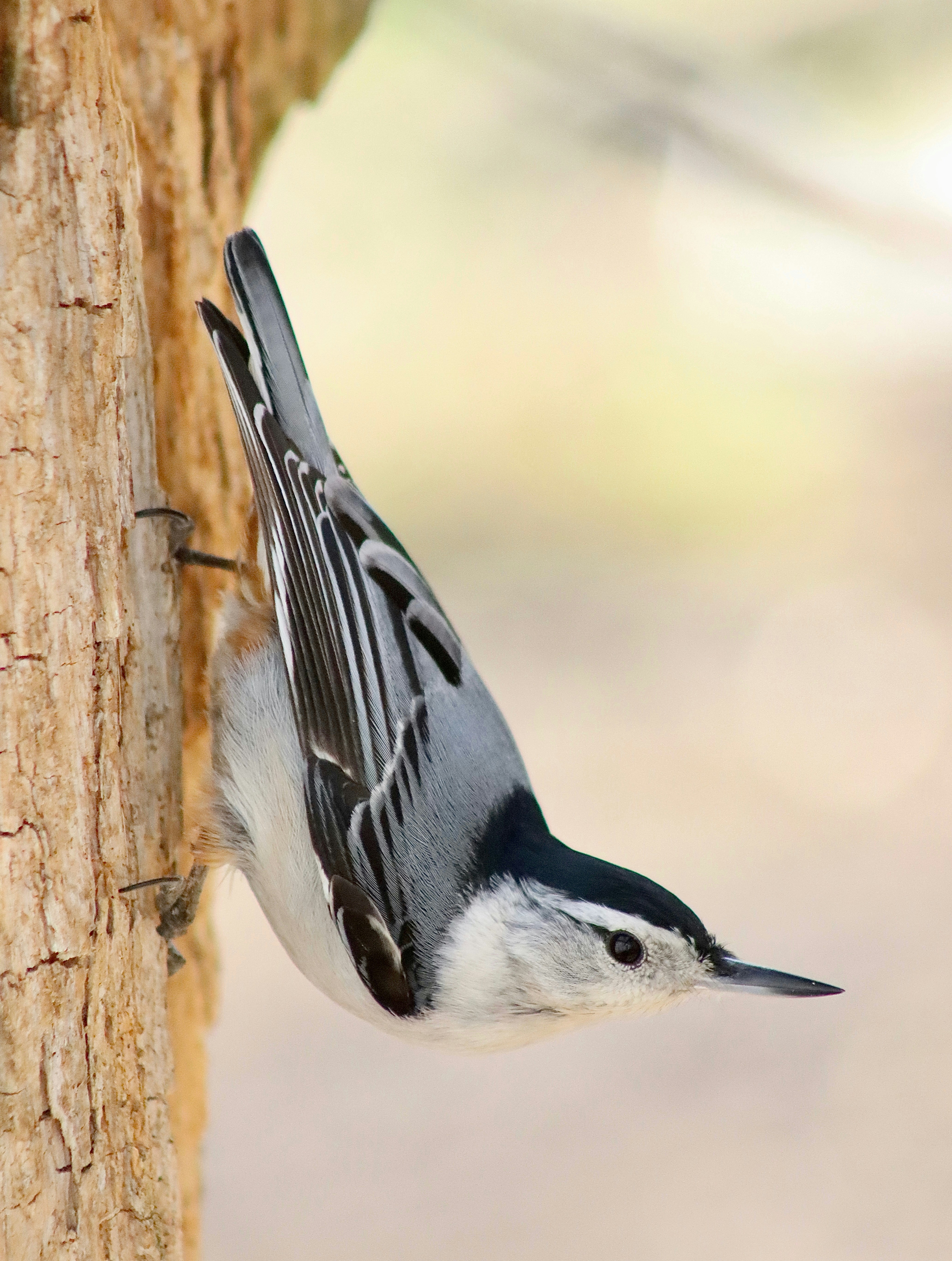 Photo by stephgibeaultart