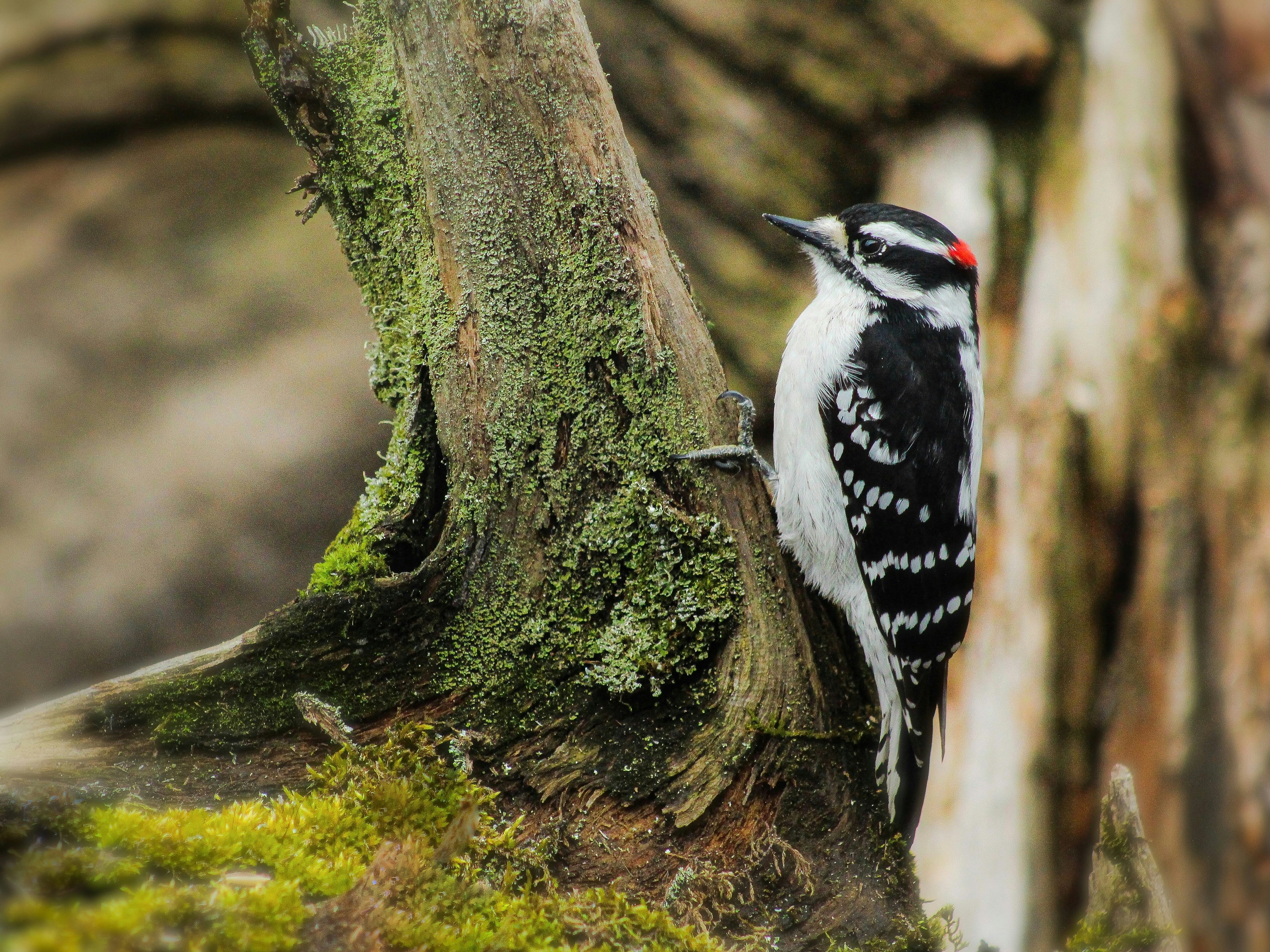 Photo by stephgibeaultart