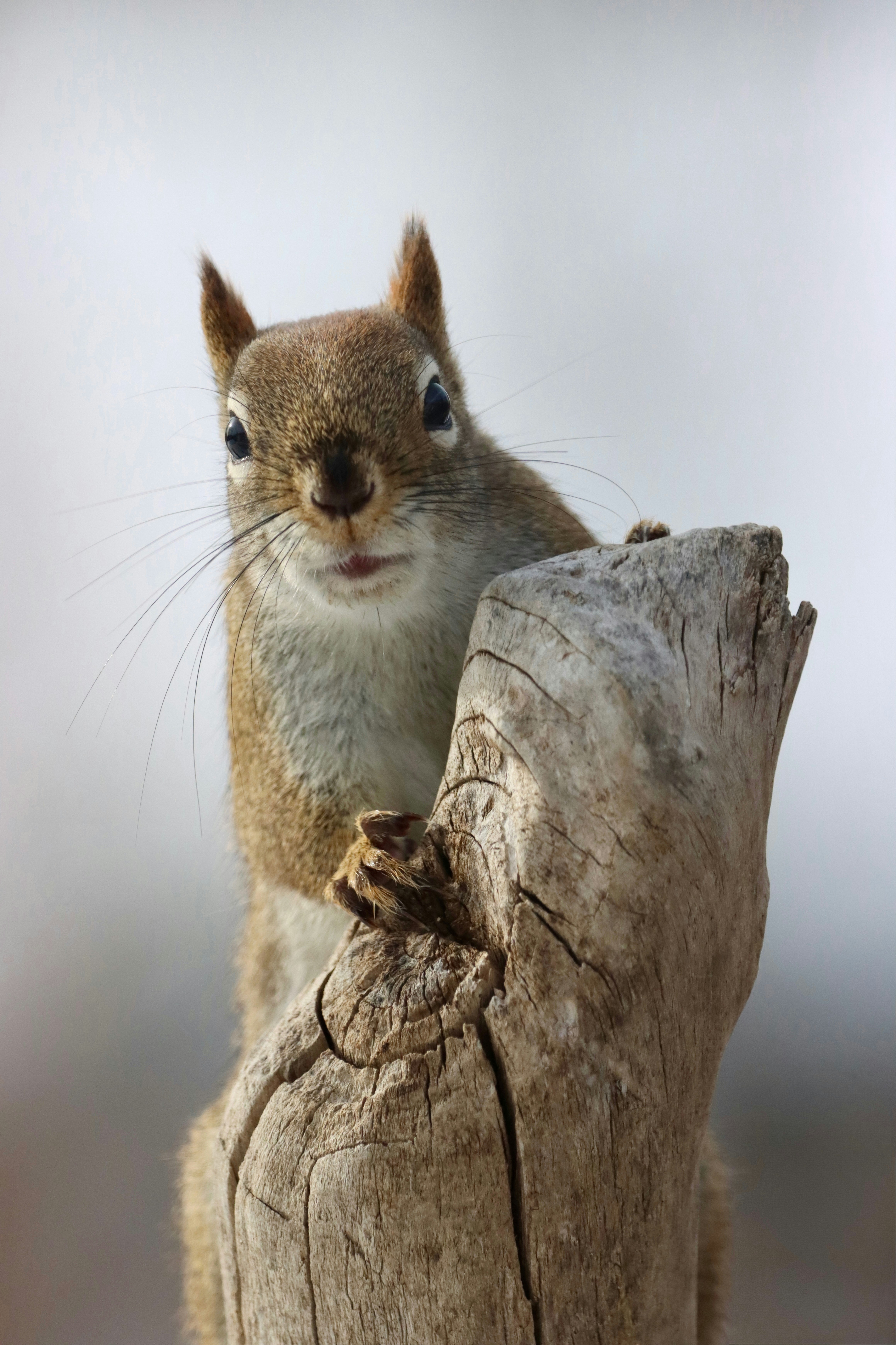 A squirrel peeks out from behind a tree stump.